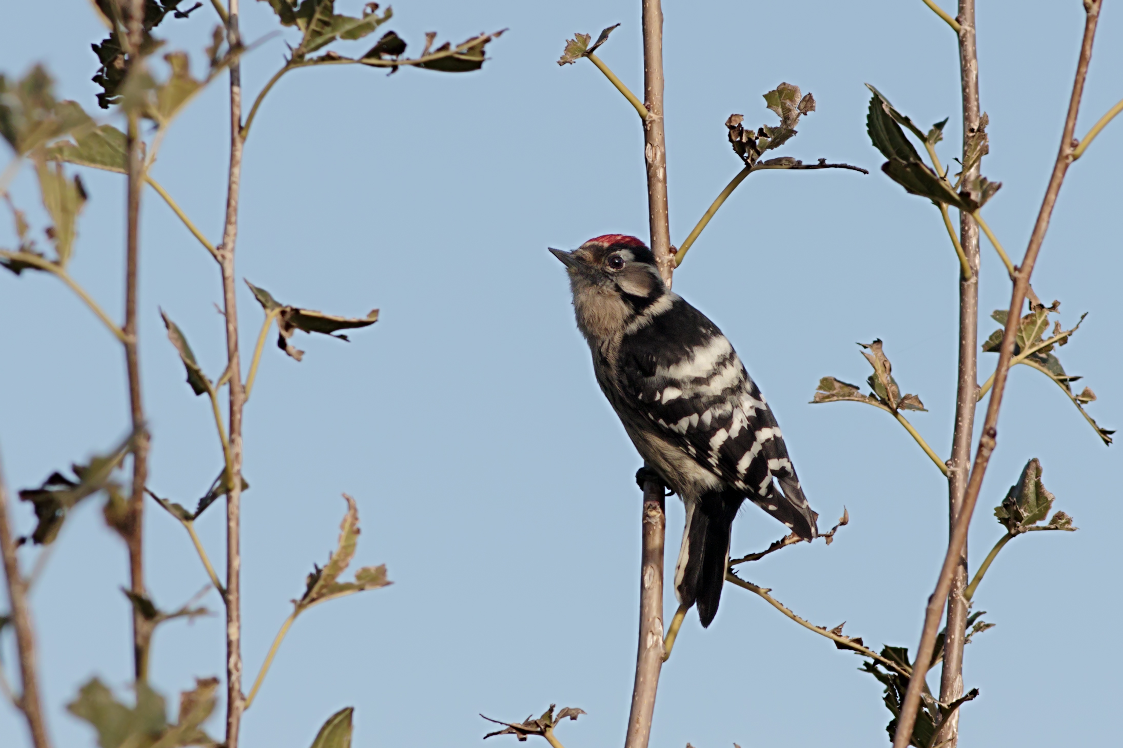 Lesser Red Woodpeckers