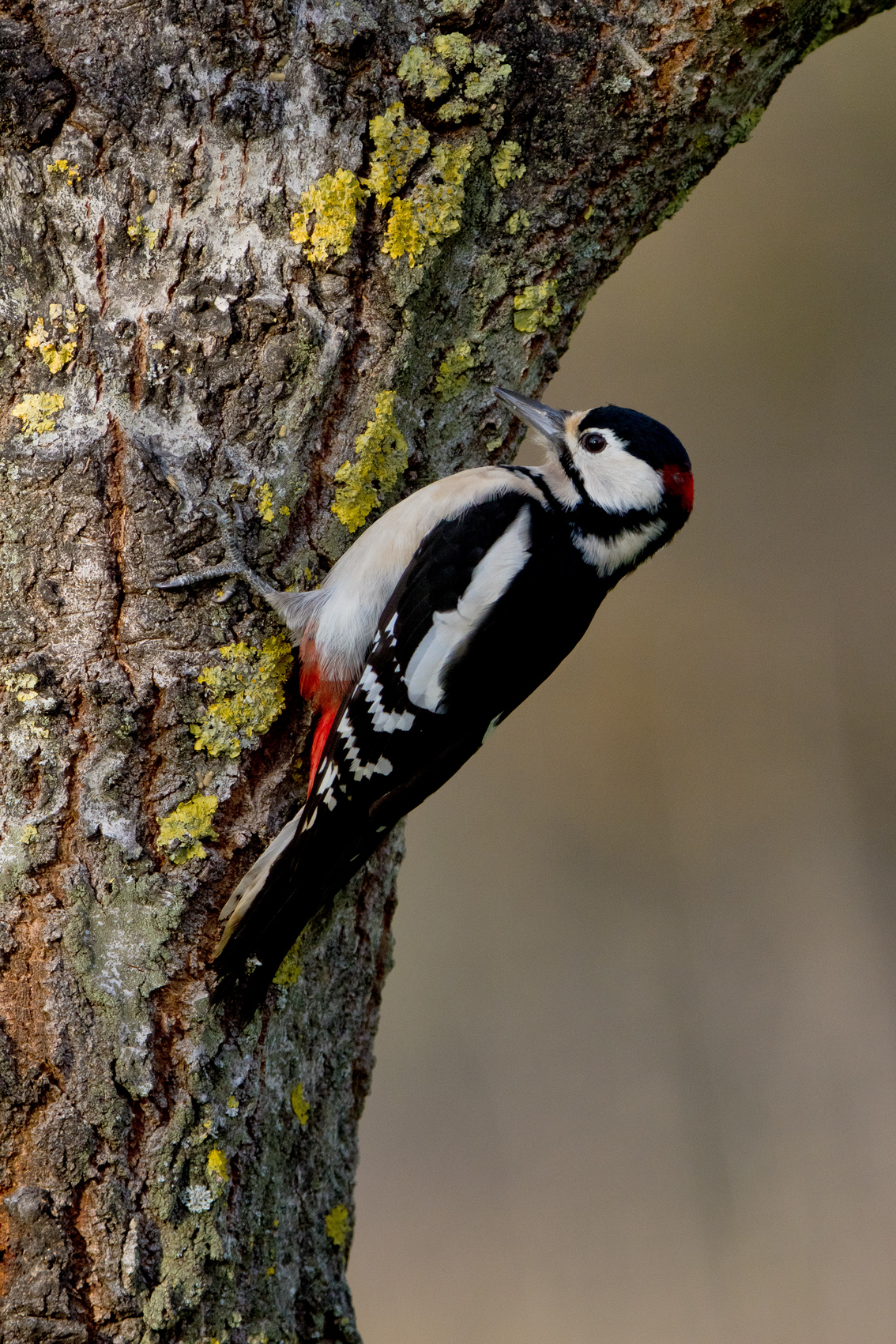 The woodpecker