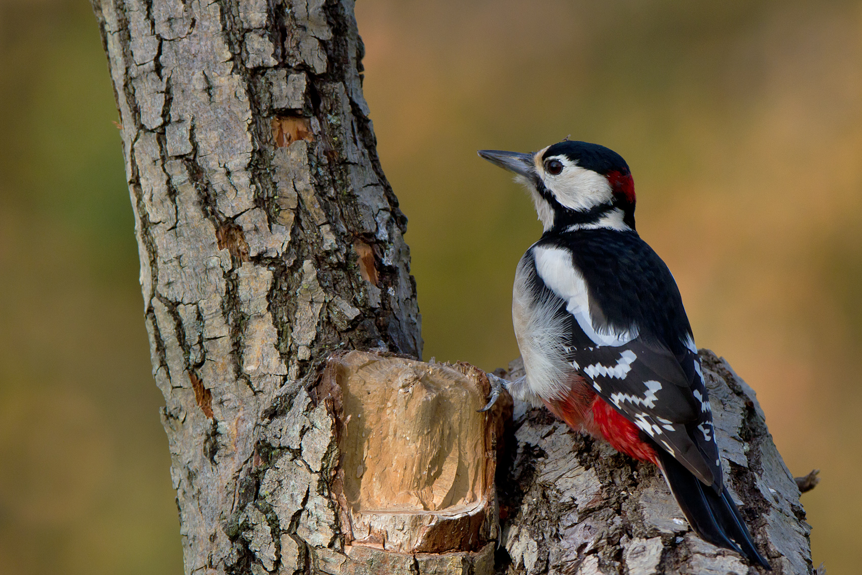 The woodpecker