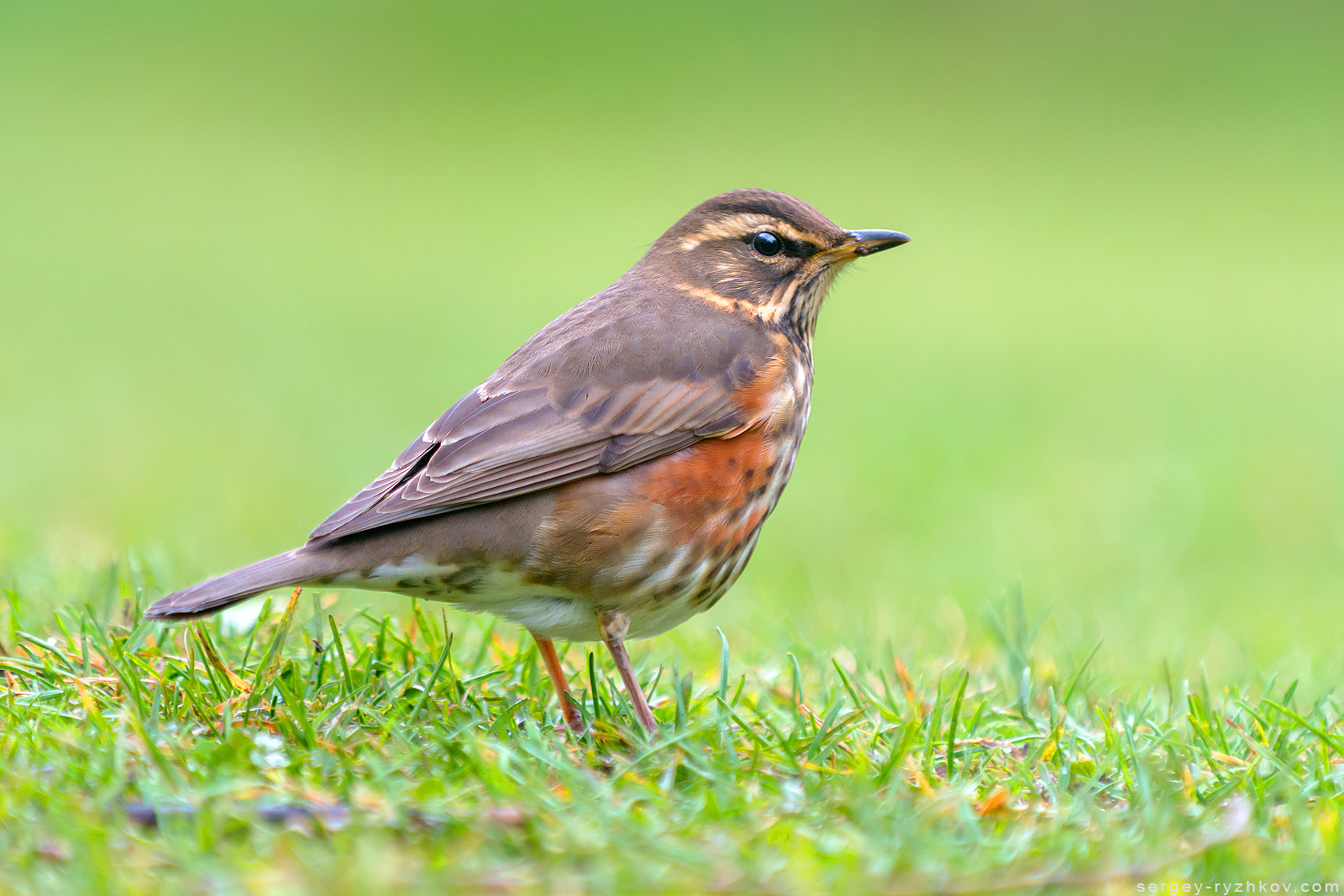 Redwing