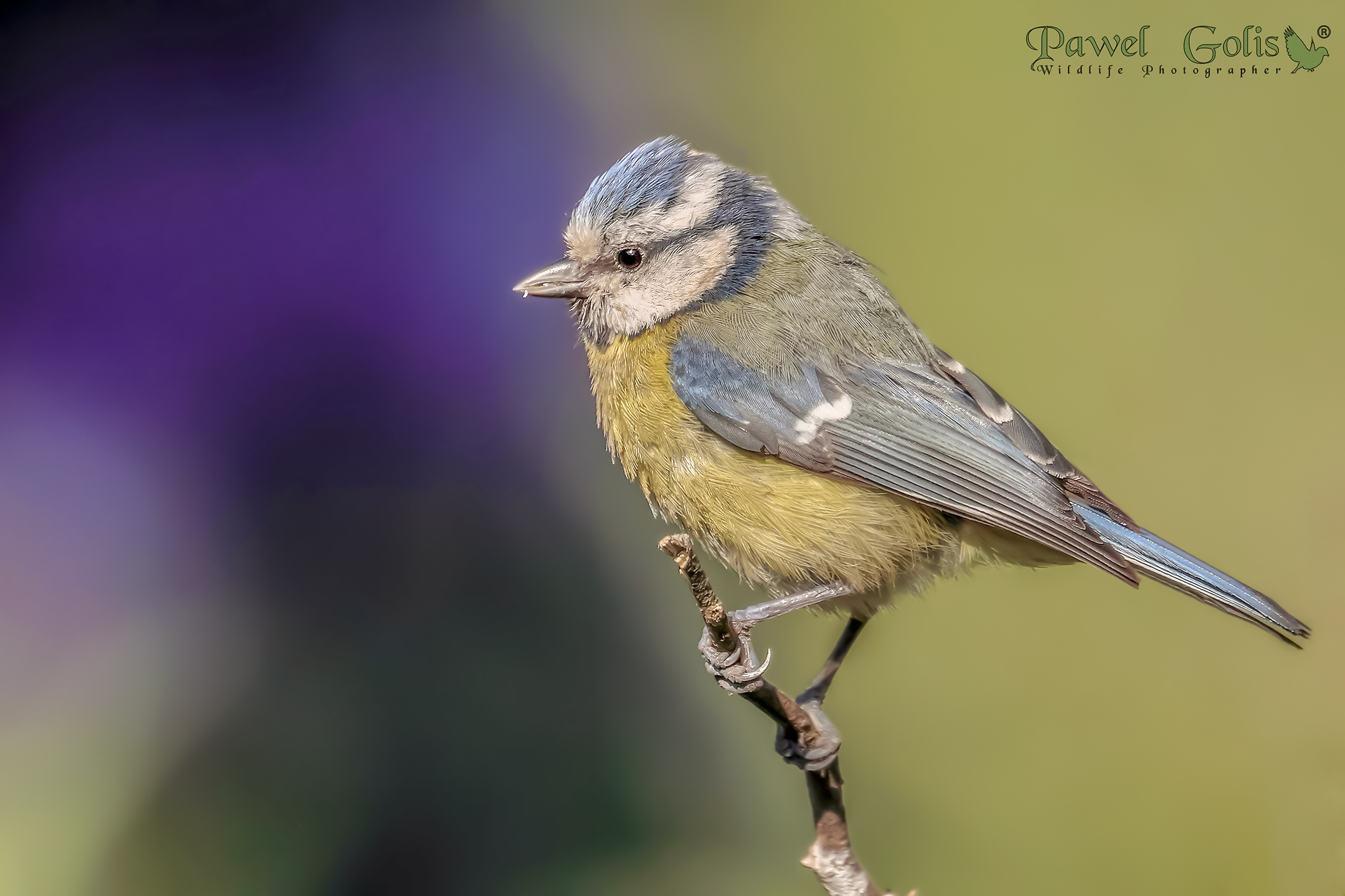 Tit blu eurasiatico (Cyanistes caeruleus)