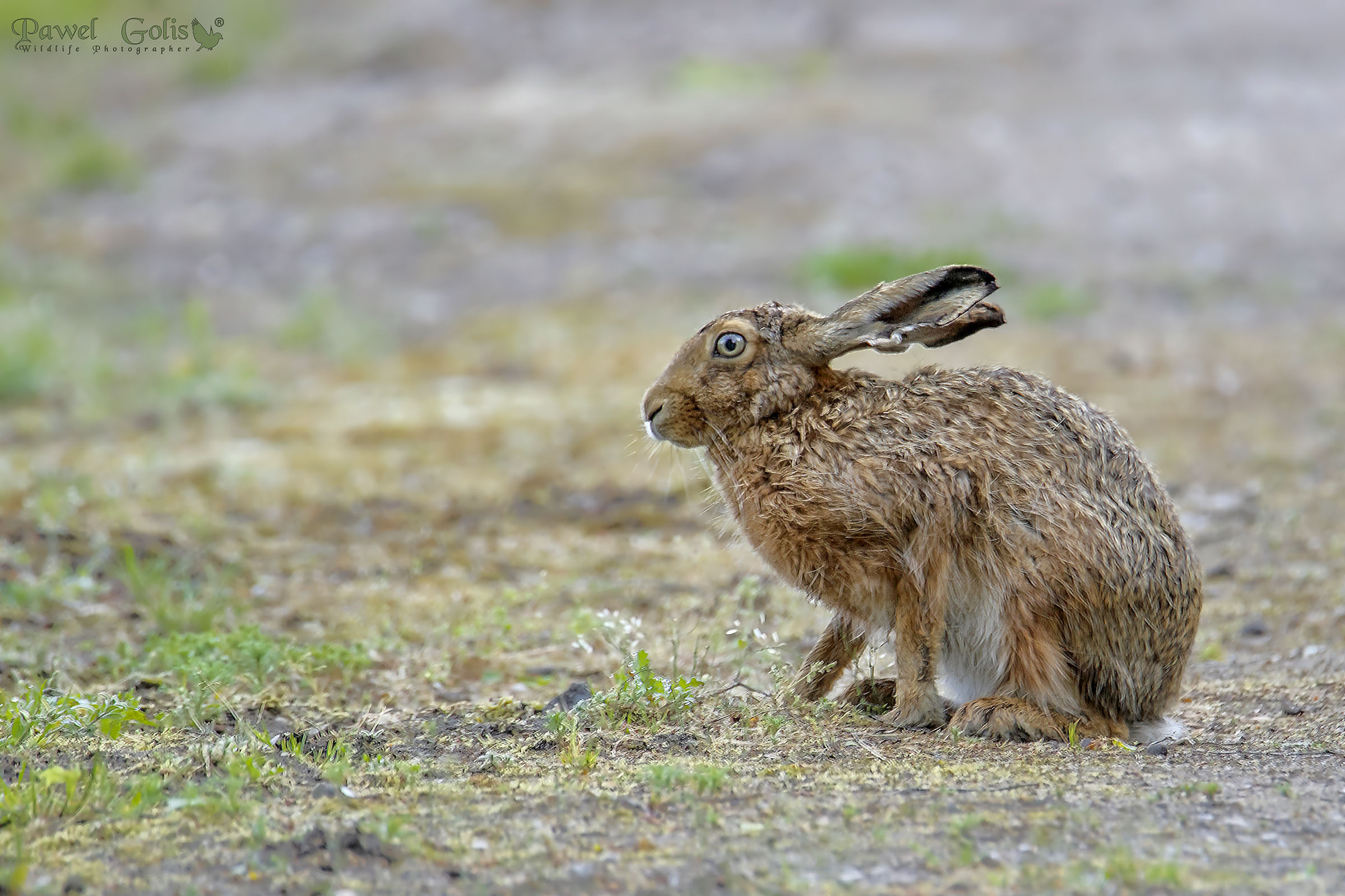 Lepre europea (Lepus europaeus)