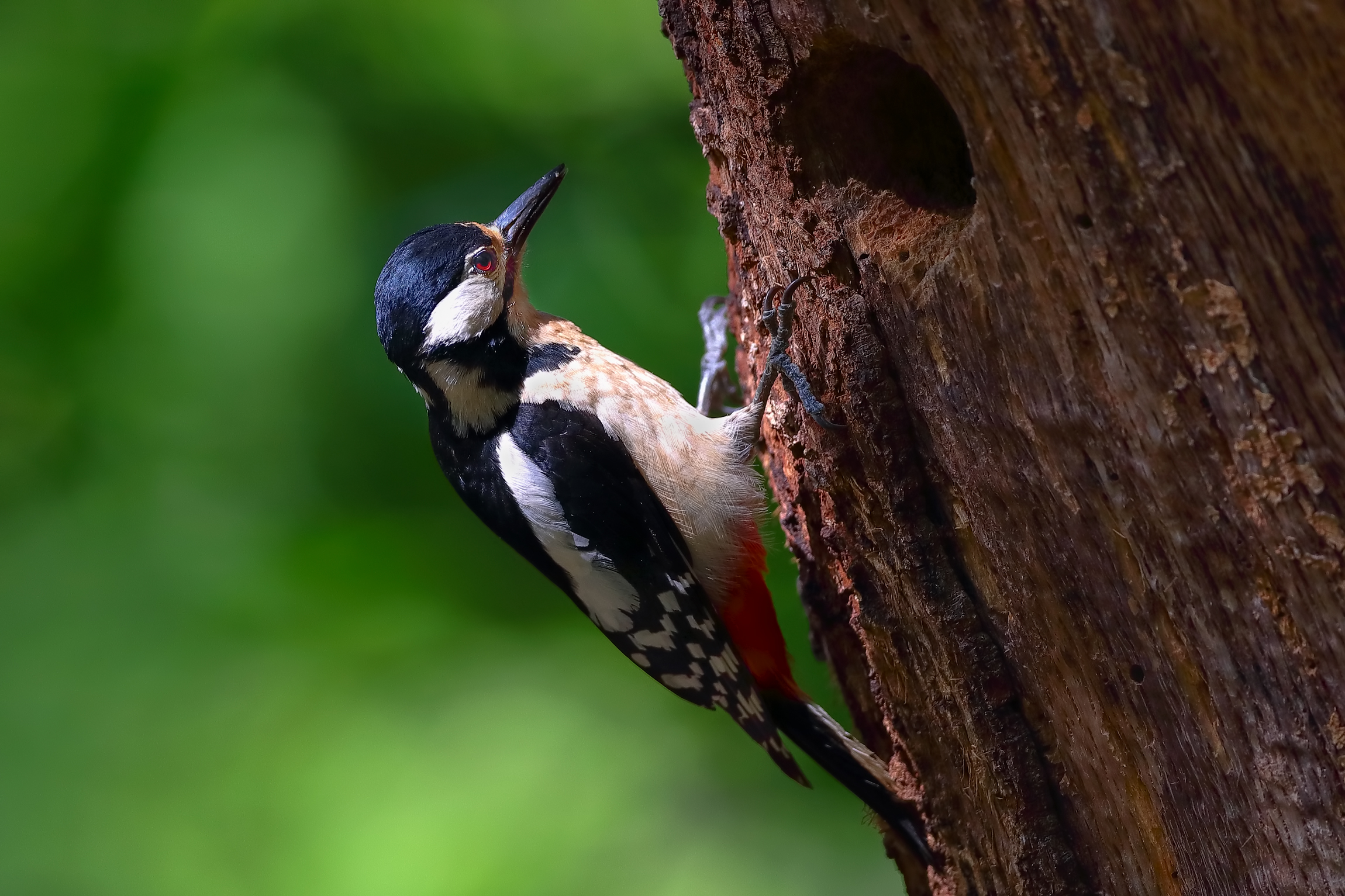Senior Red Woodpeckers
