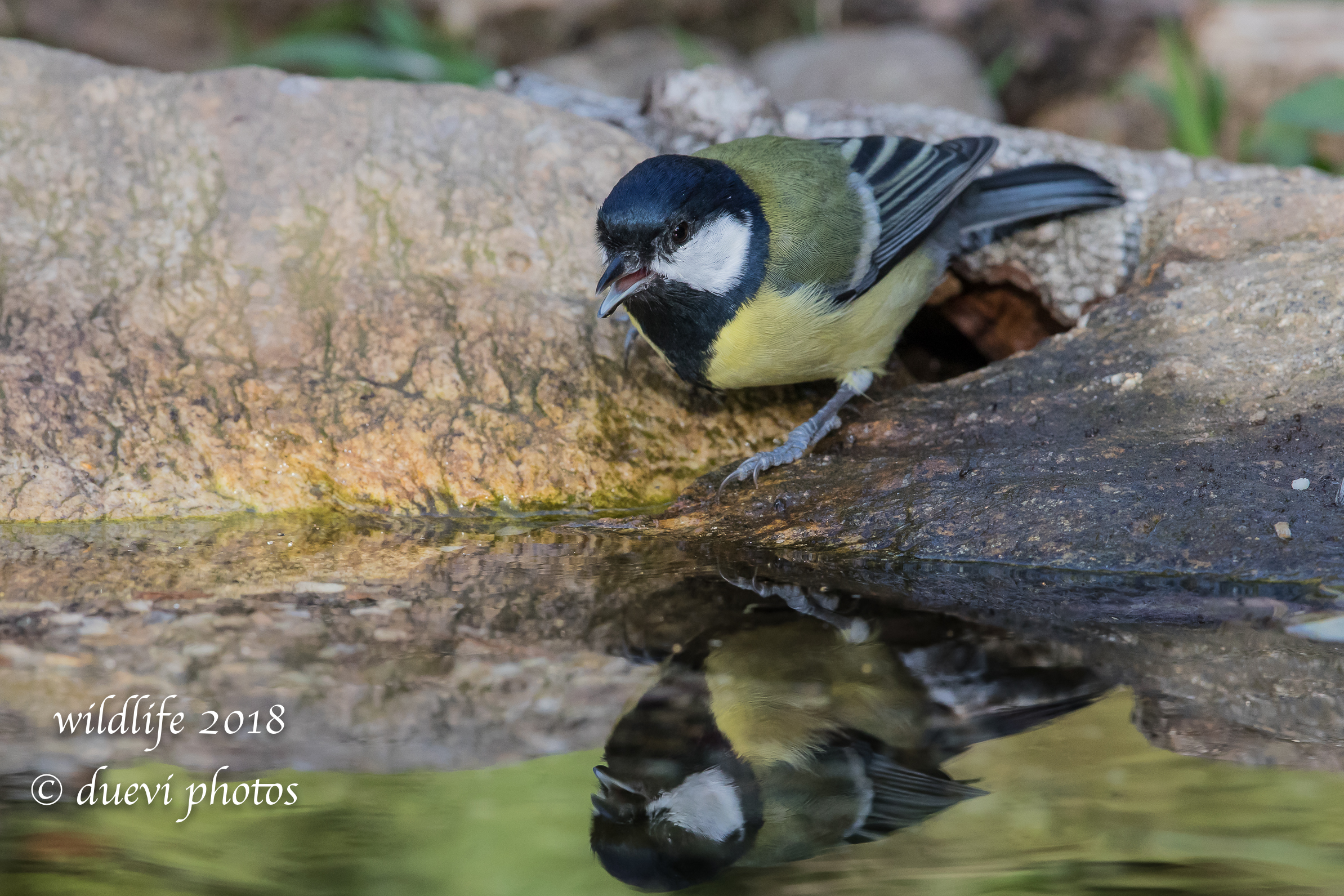 In the mirror. Parus major
