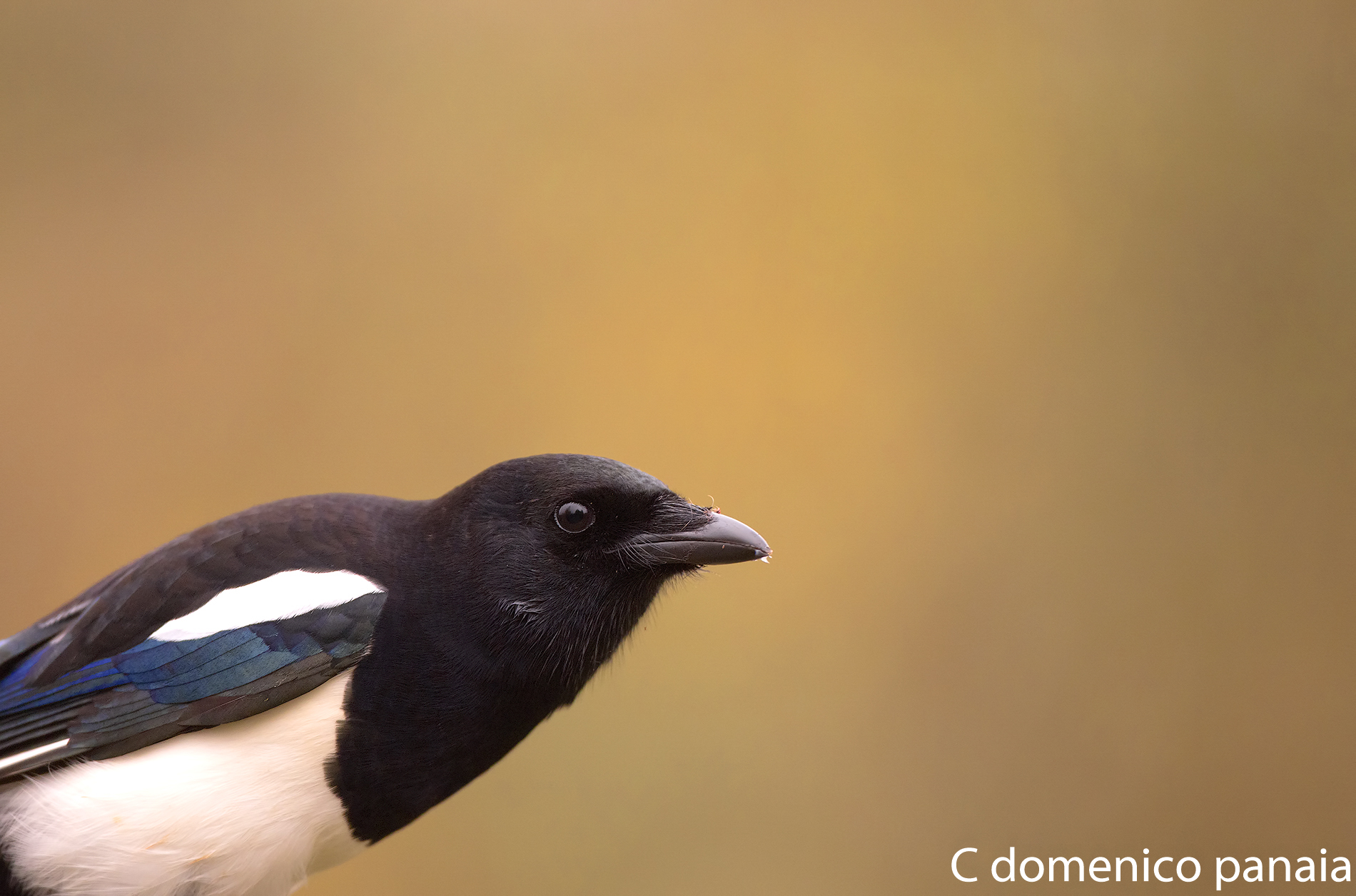 ritratto della gazza