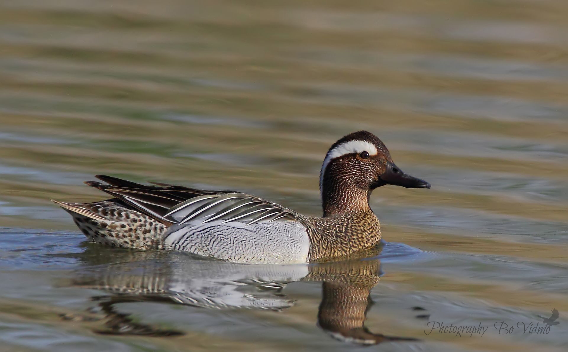 Garganey
