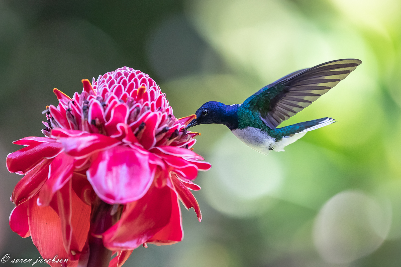 Jacobin dal collo bianco!