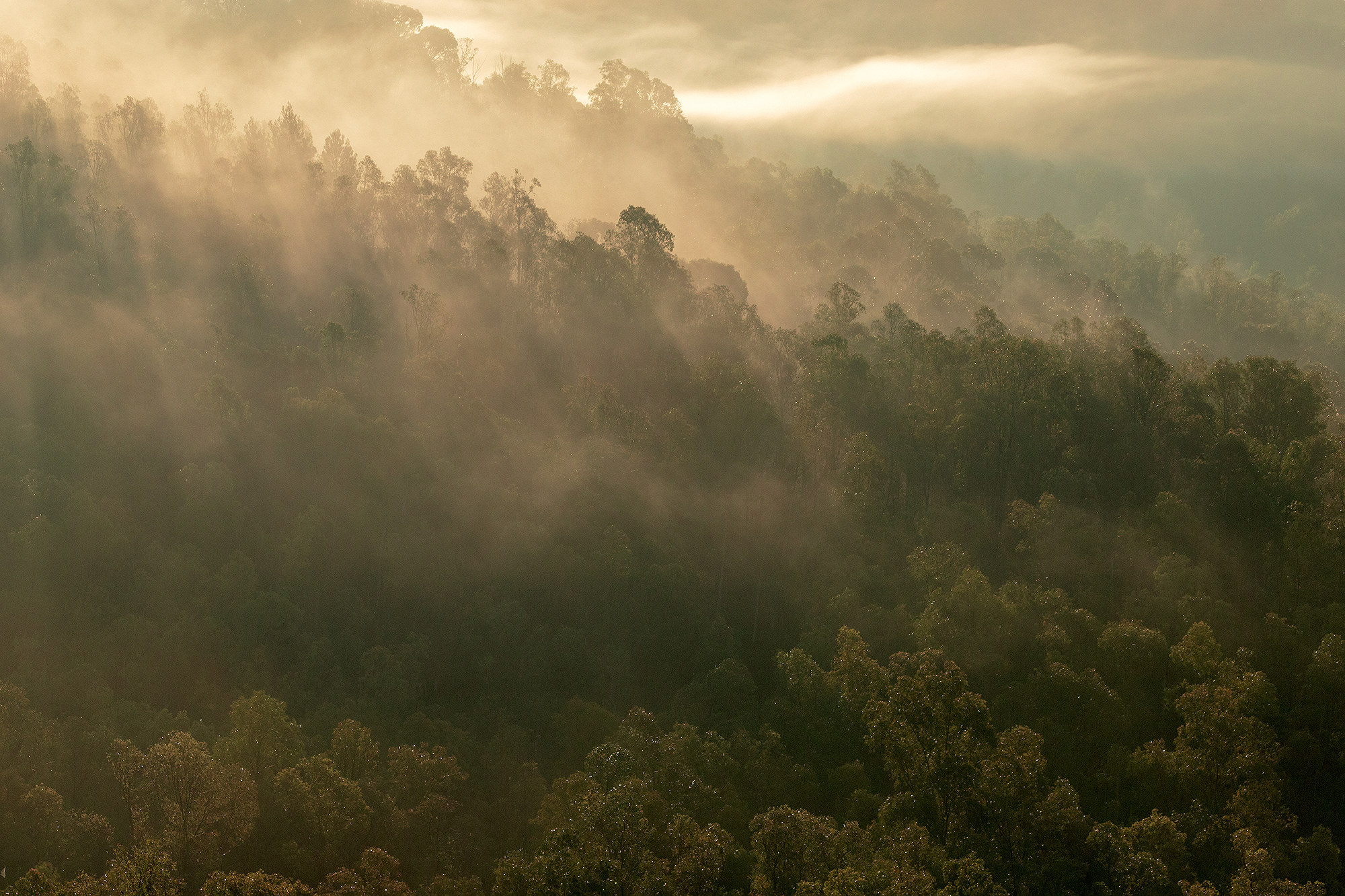 The fog on the wood.