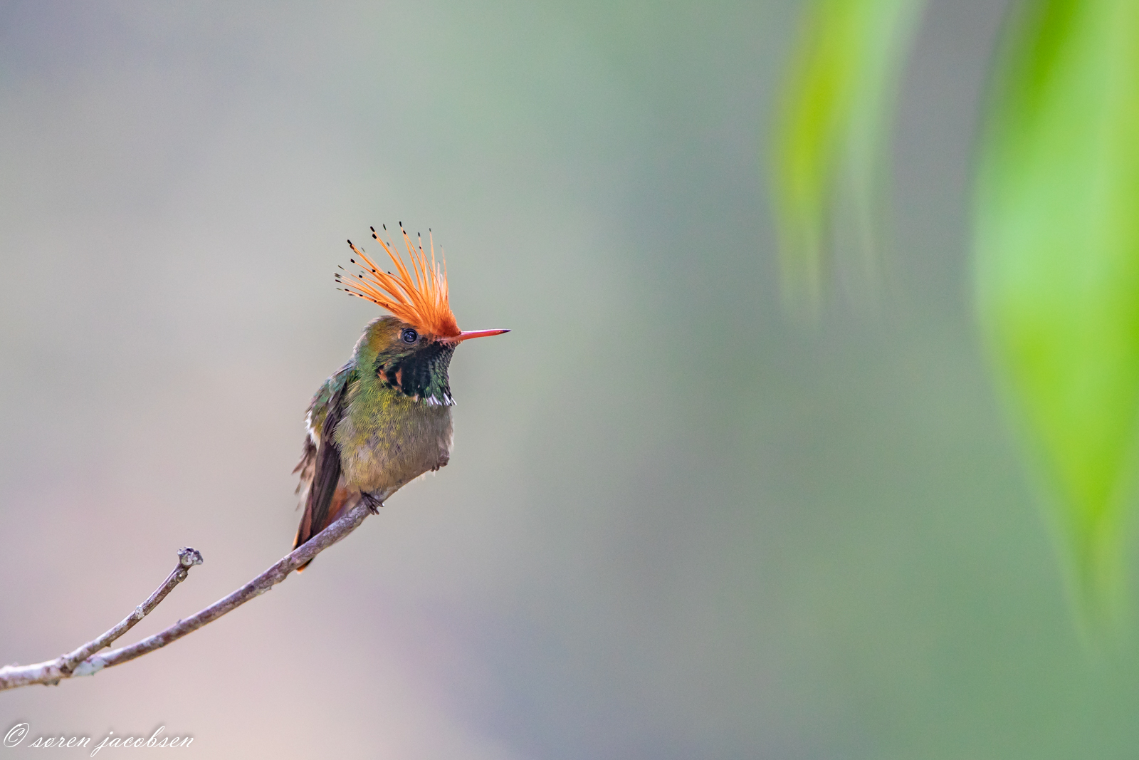 Rufous-Crested Coquette! Waqanki, Peru
