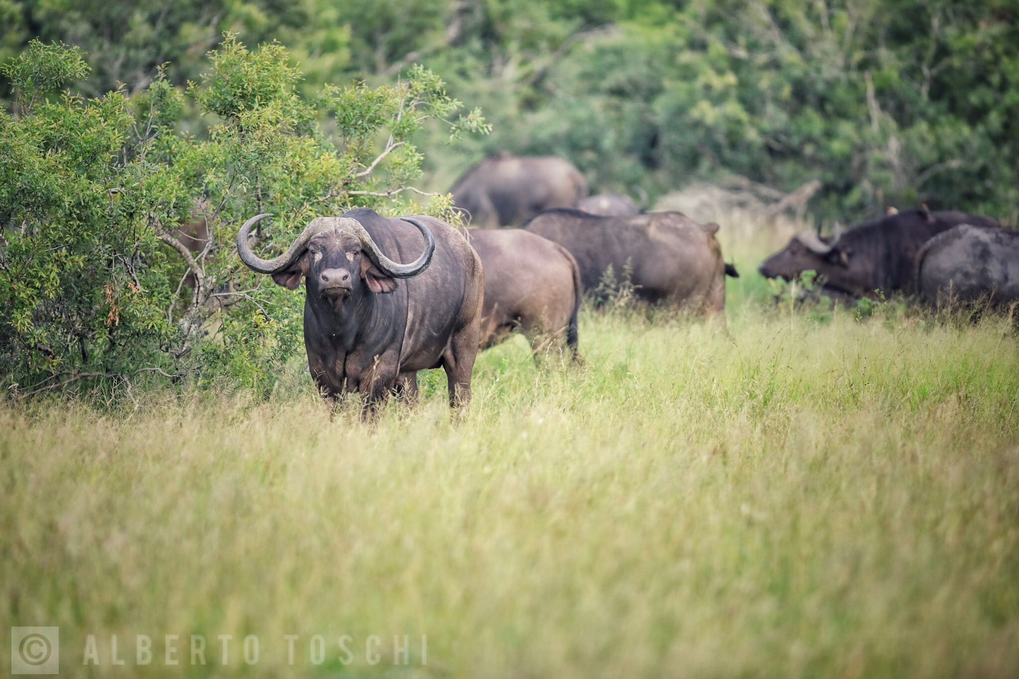 Buffalo (Syncerus caffer)