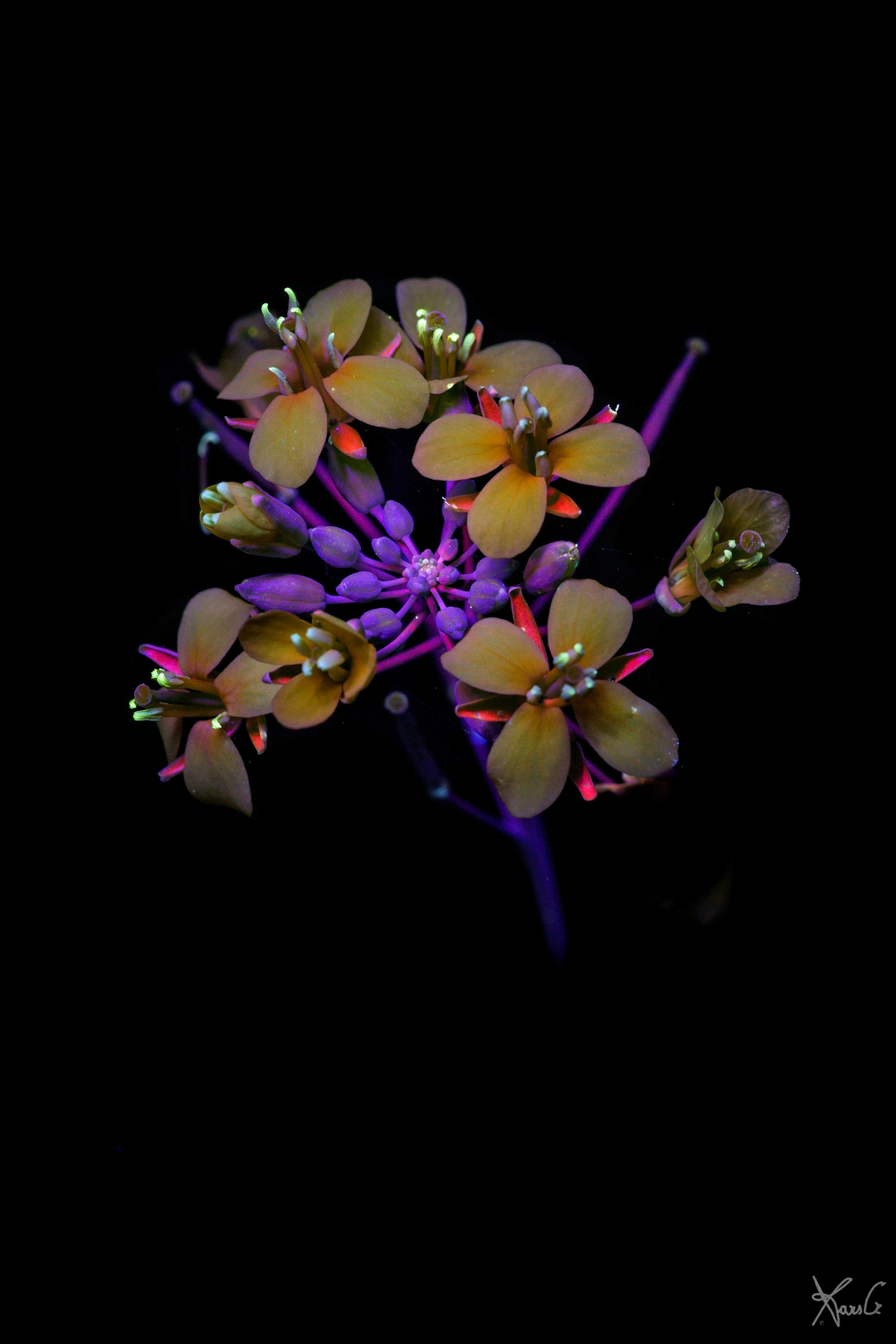 Fluorescent turnip Tops