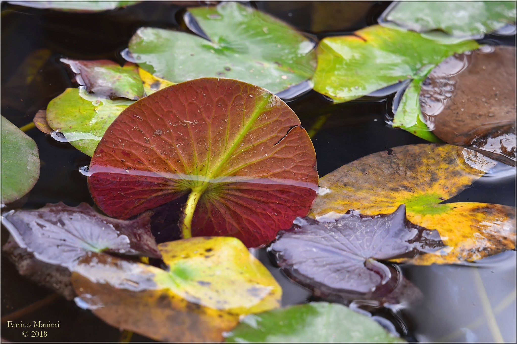 Hasselblad Zeiss Sonnar 250/5,6 Superachromat su d850