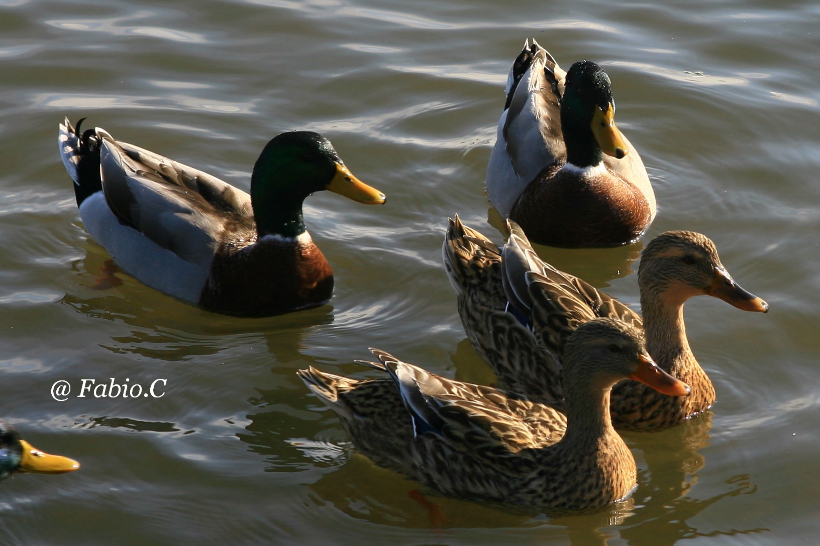 How do You "woo" a germane