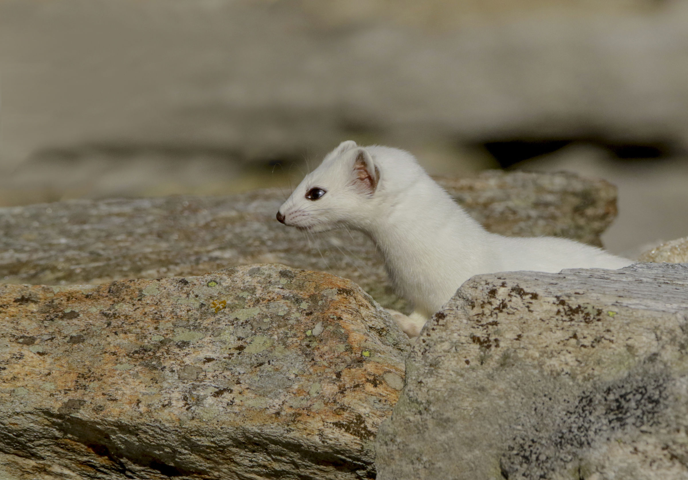 Ermine