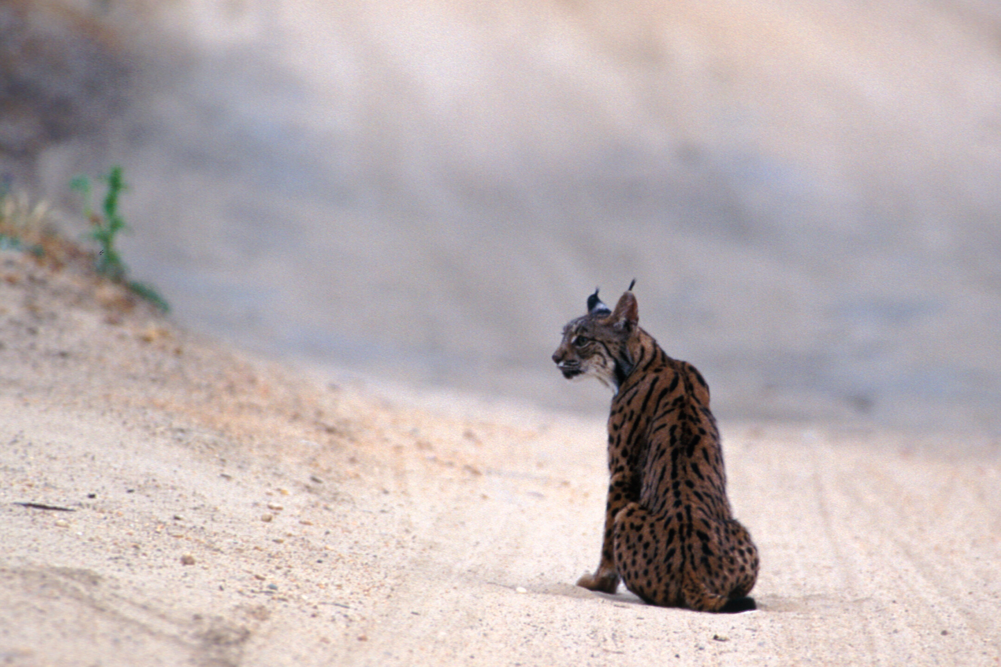 Met on the street ...