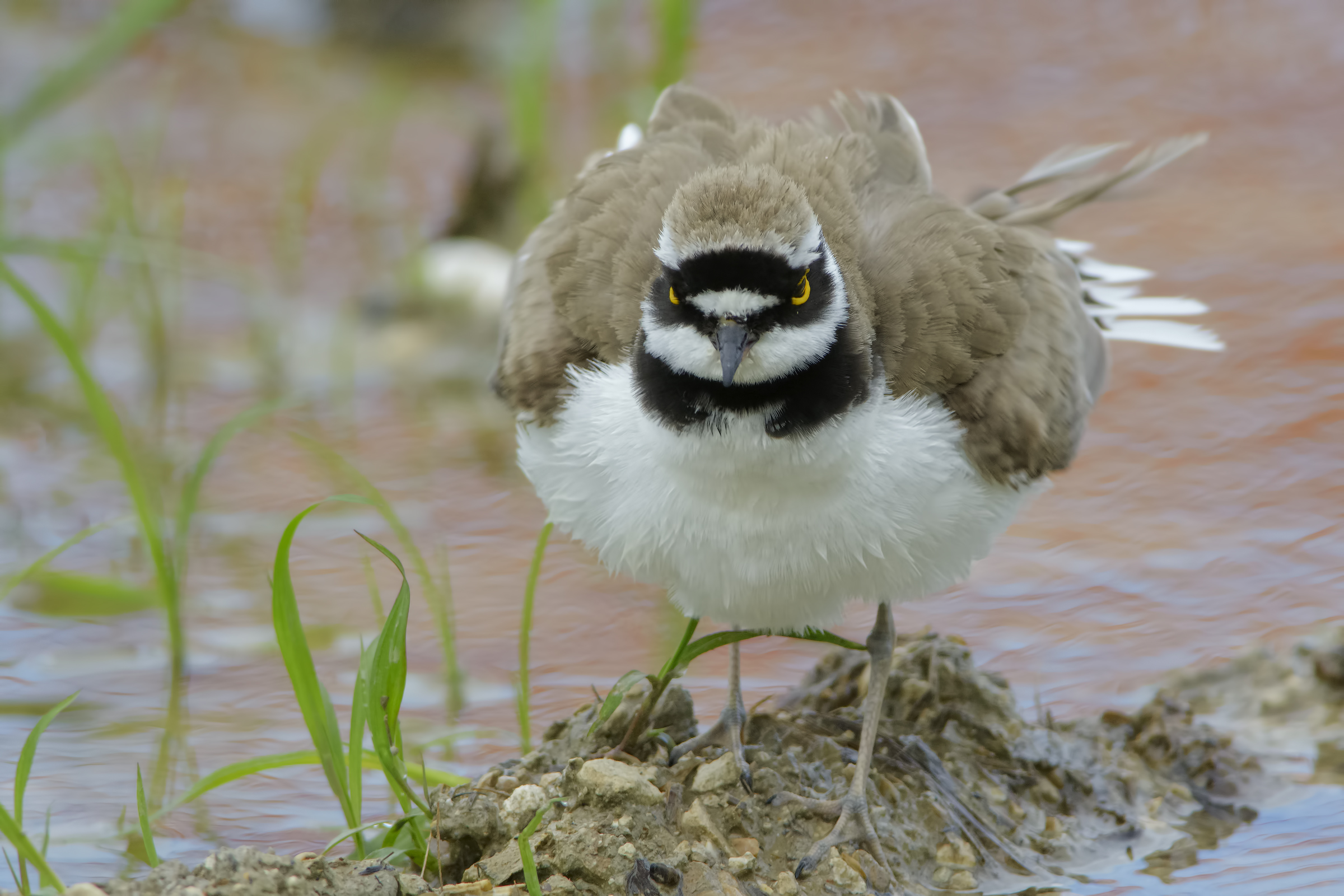 Corriere piccolo  (Charadrius dubius)
