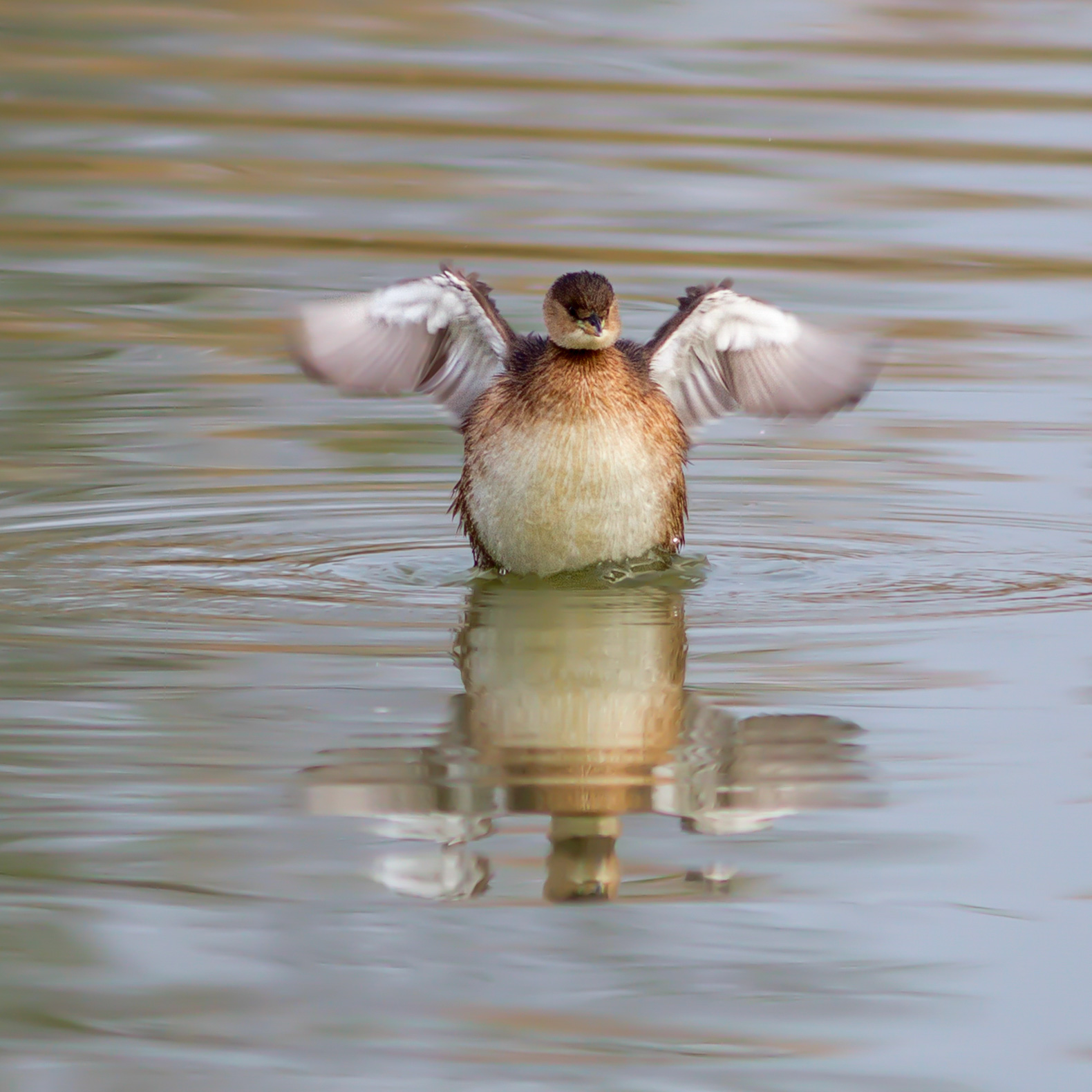 Little Grebe