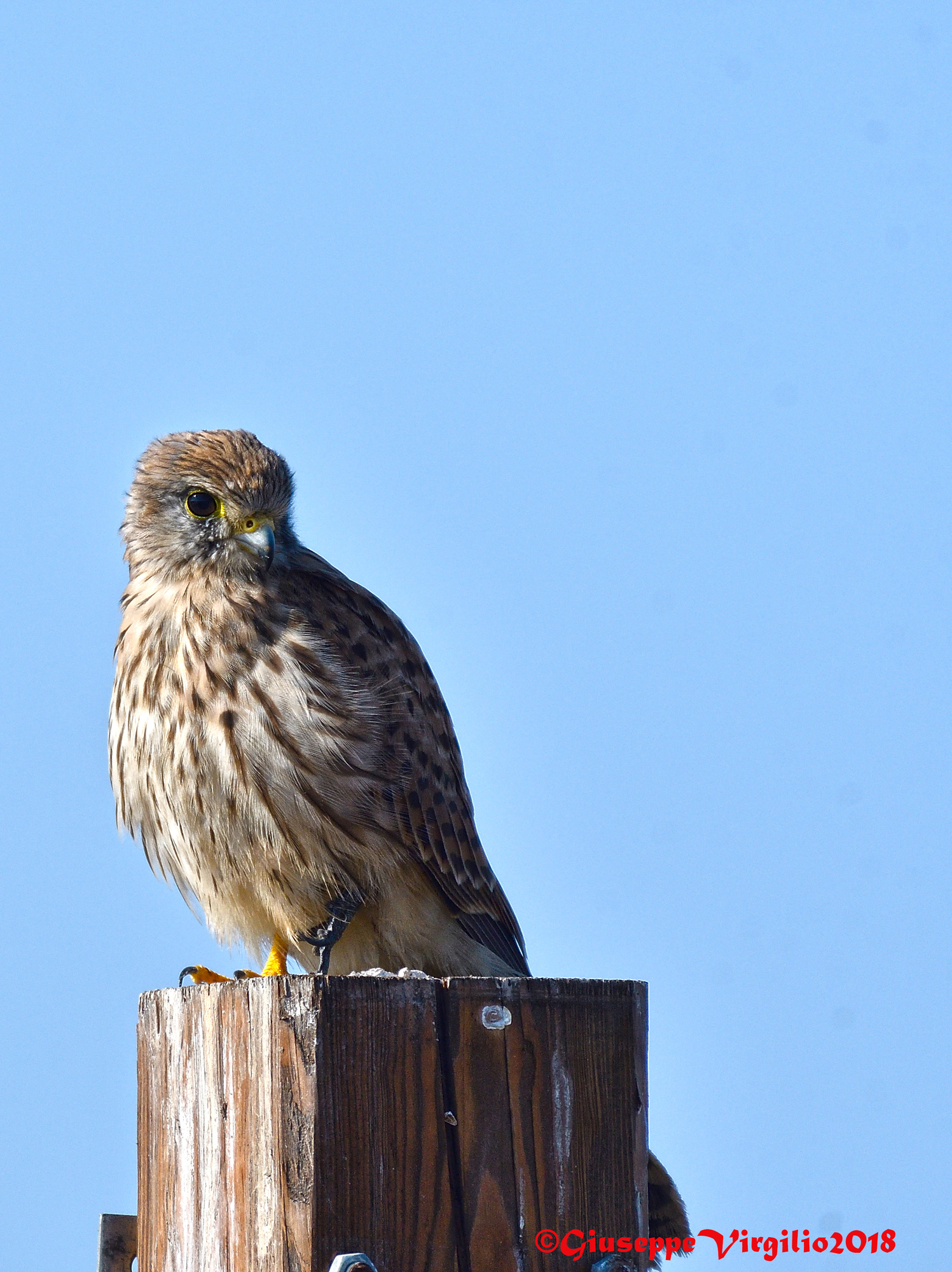 Gheppio (Centro Sardegna ) 2018