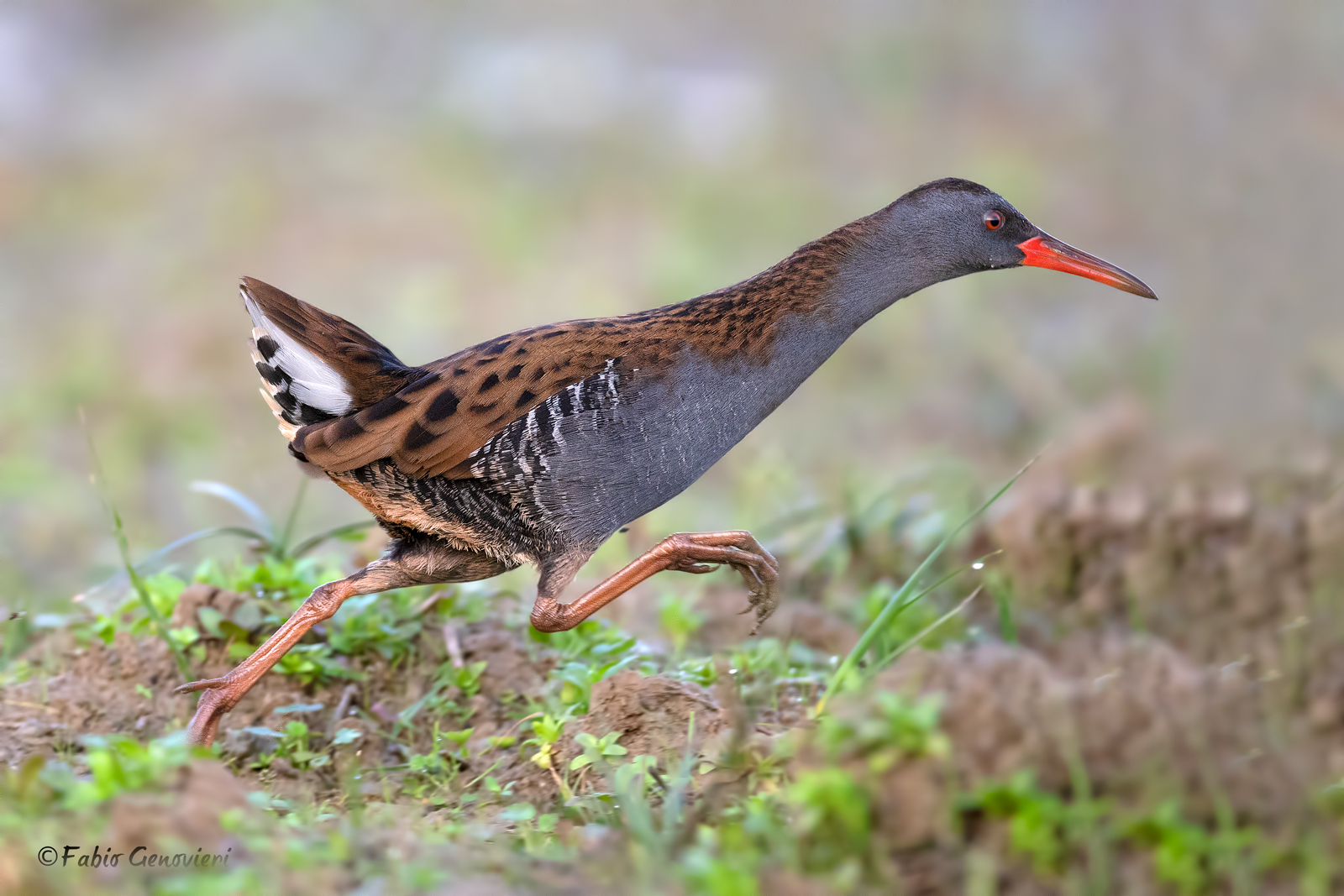 Porciglione corridore