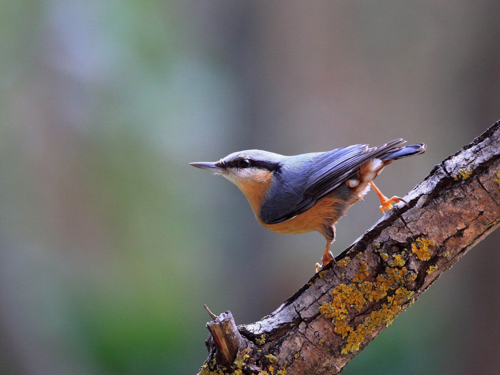Nuthatch
