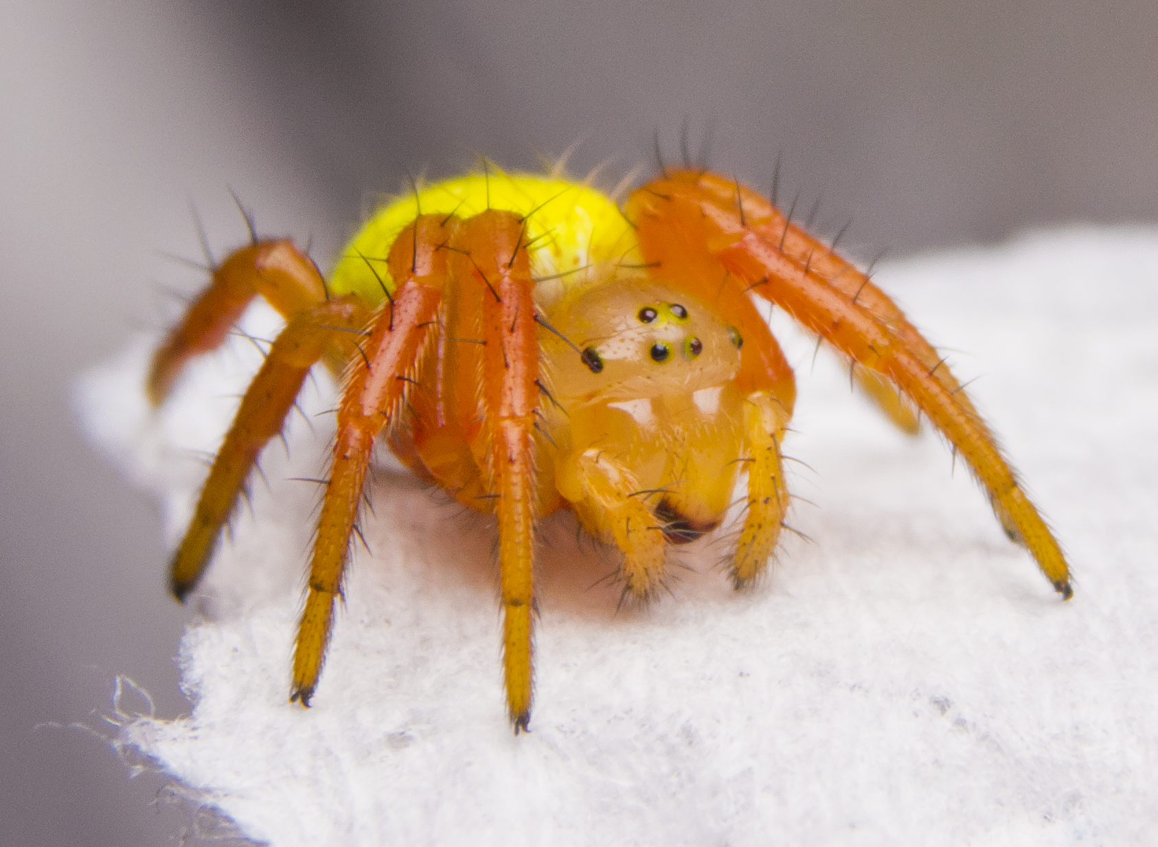 Araniella cucurbitine