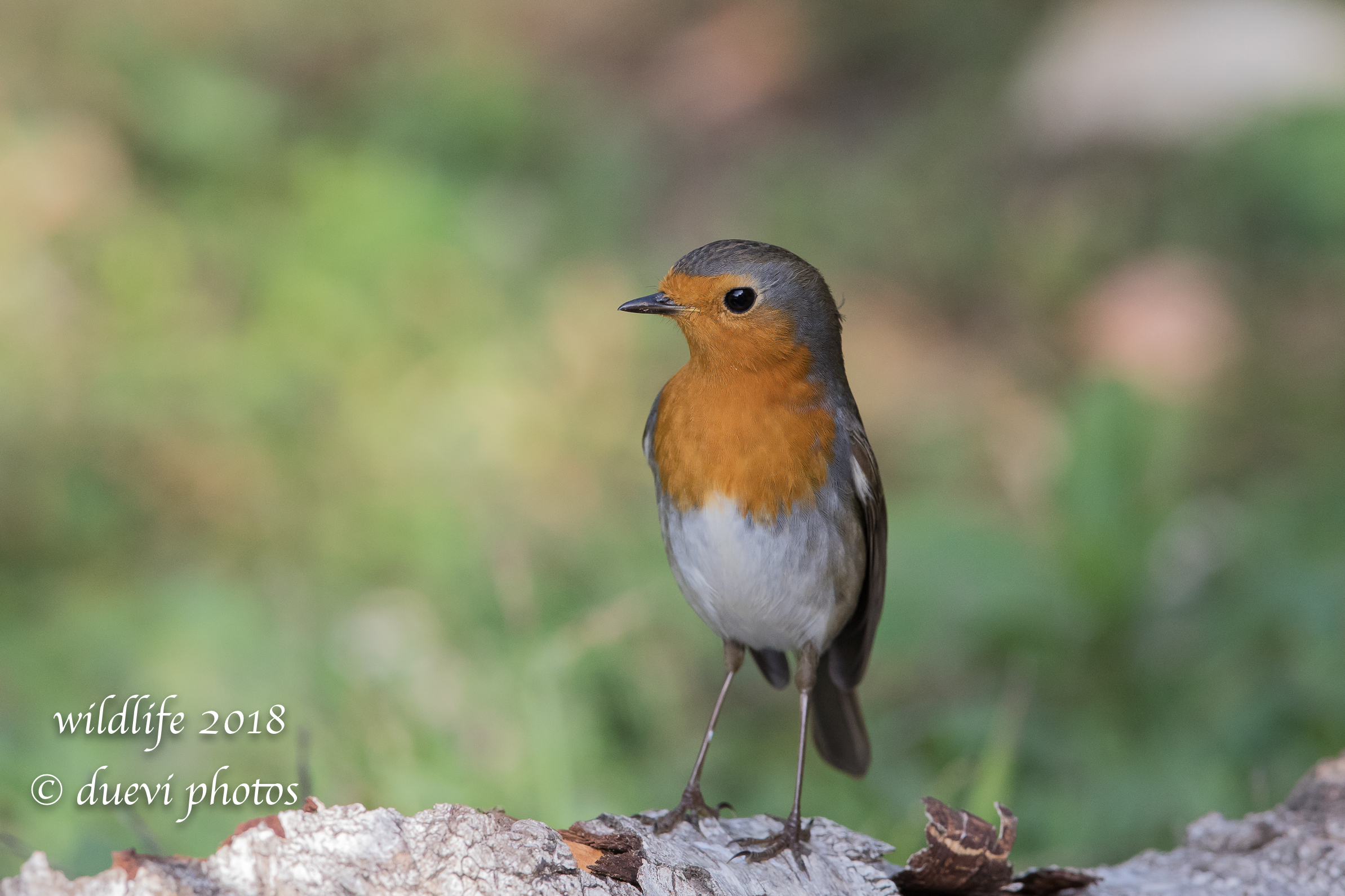 Erithacus rubecula