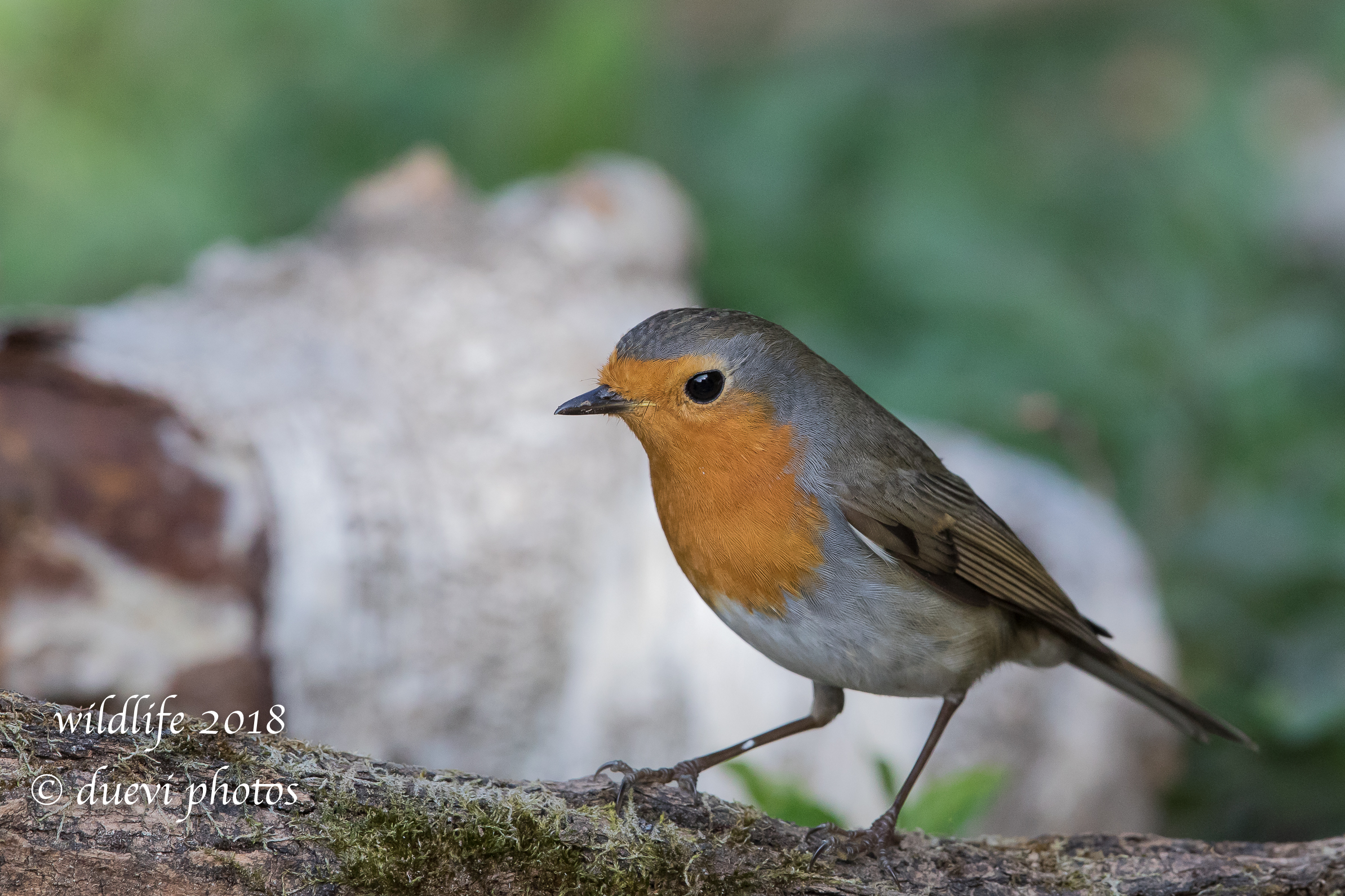Erithacus rubecula
