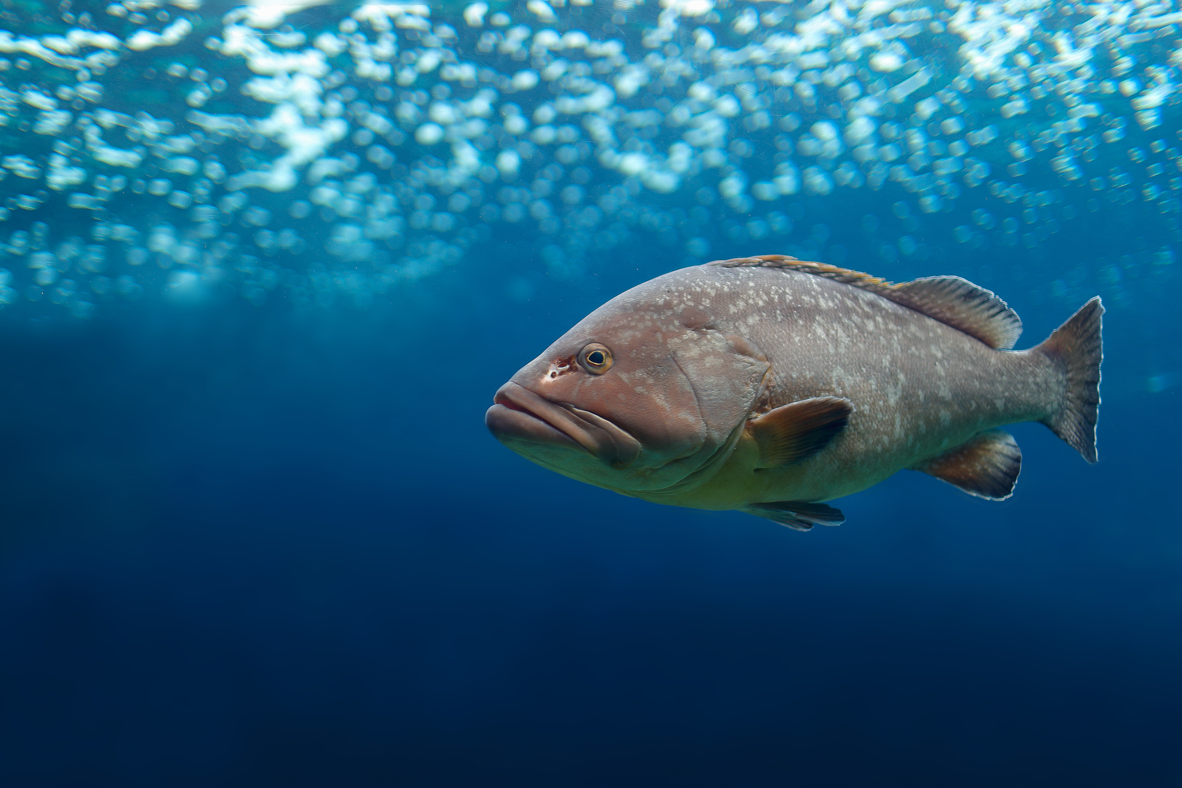Grouper