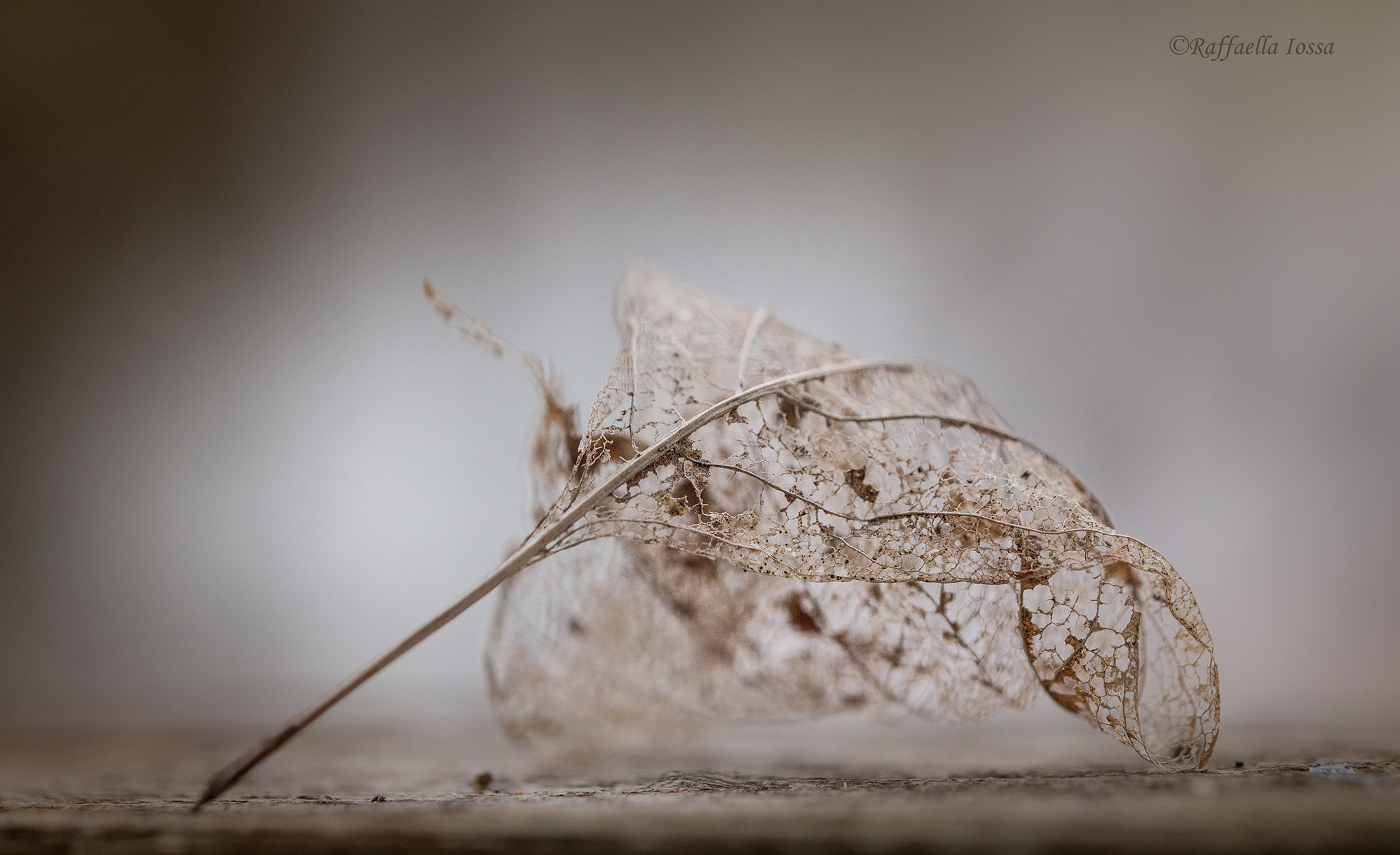 Le foglie a Novembre