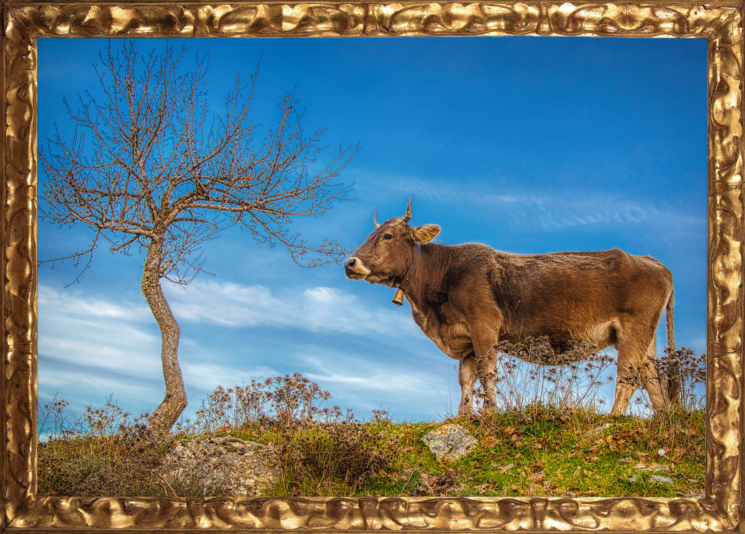 Bovine portrait