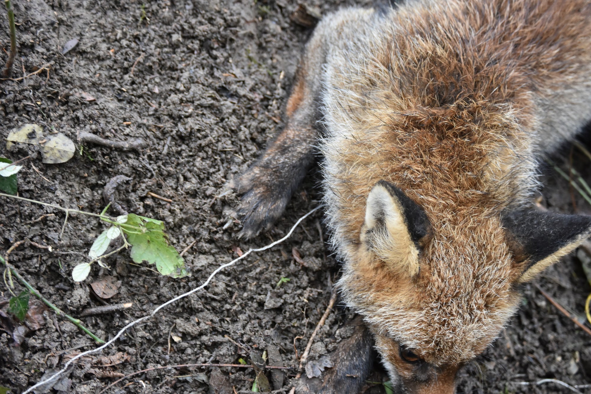 Abbiamo liberato una volpe dal laccio.