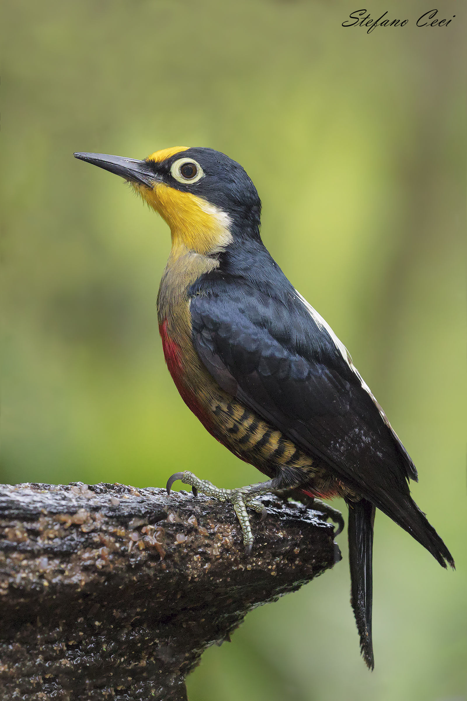 Female Front Yellow Woodpeckers