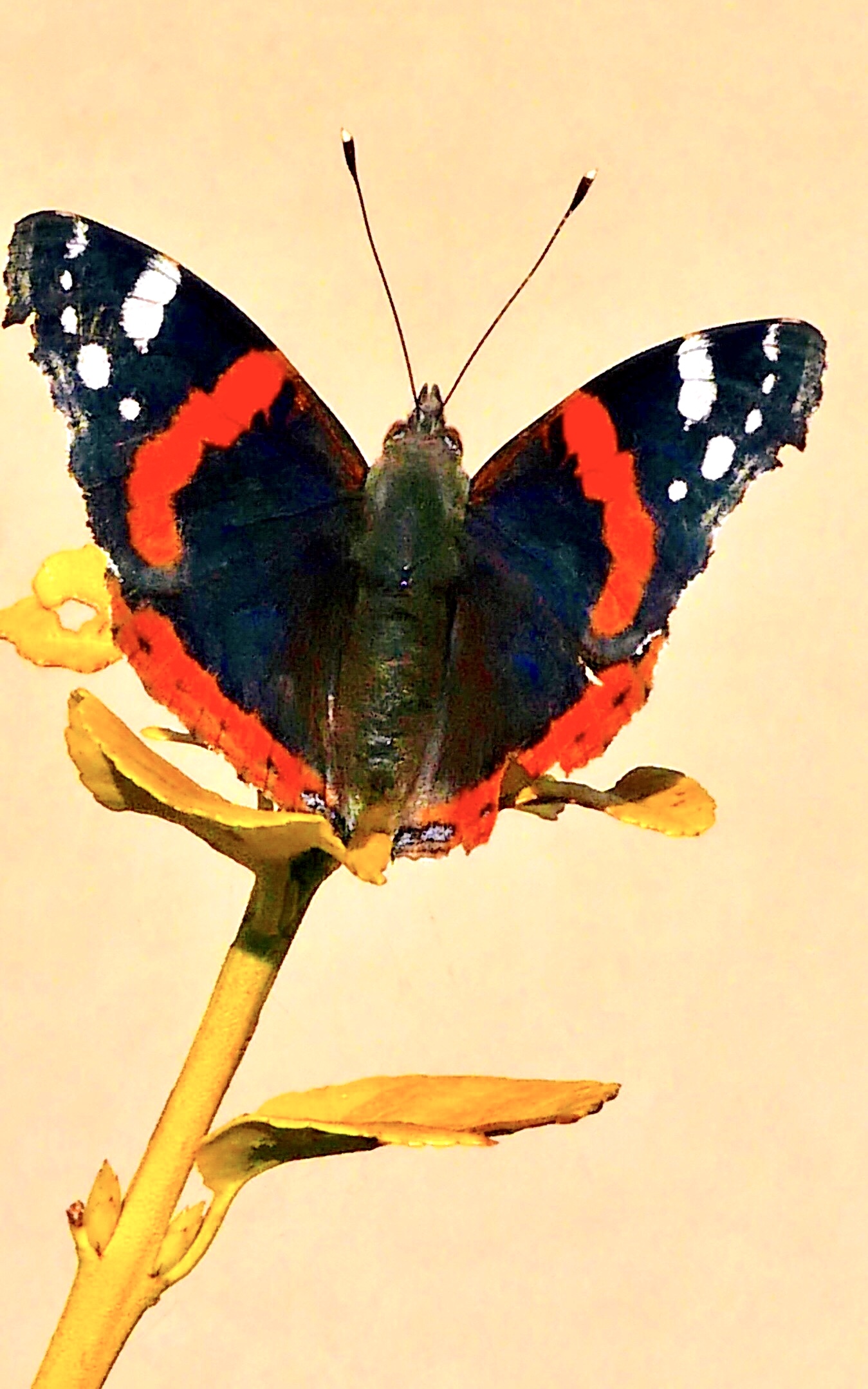 The latest autumn butterflies.