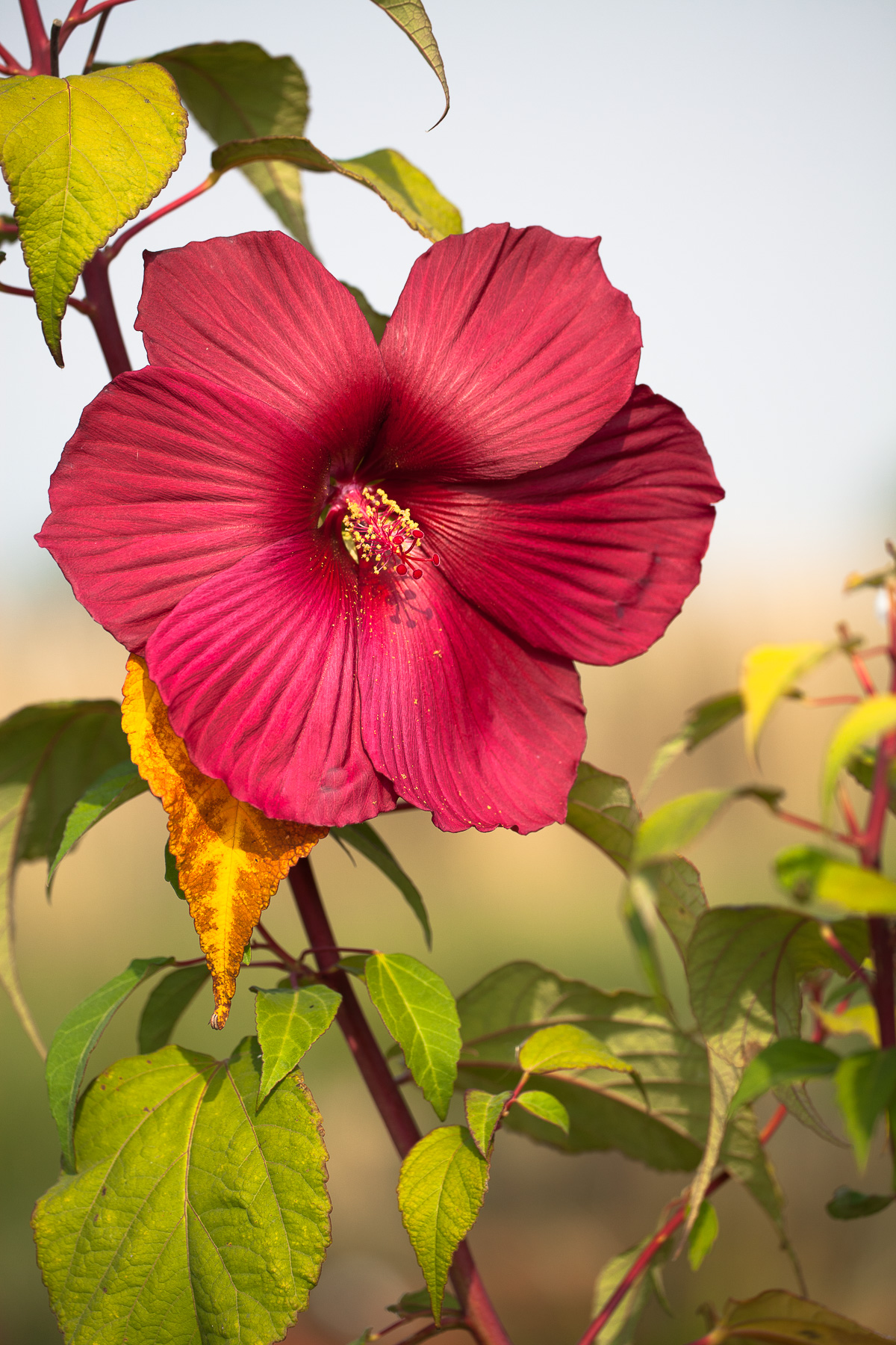 Un faro tra le foglie