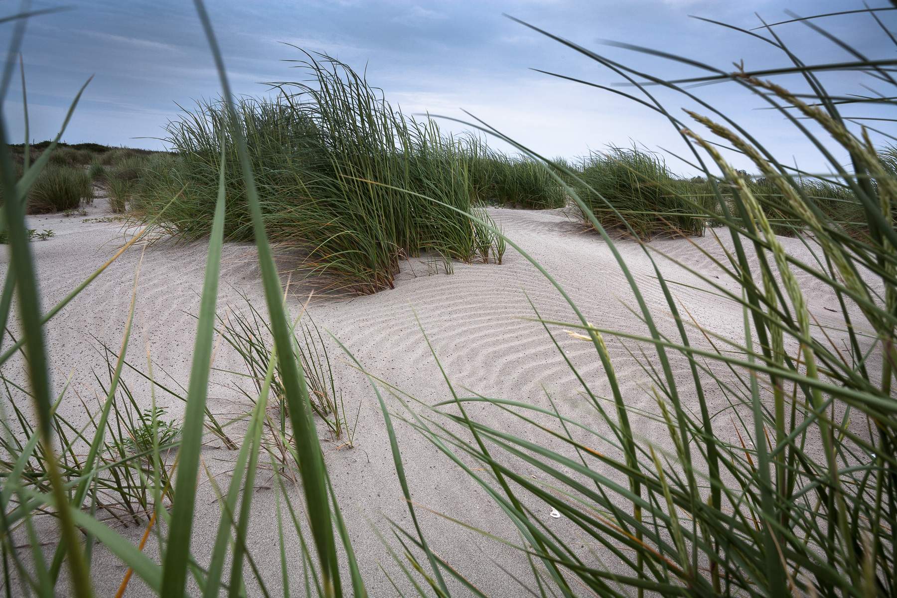 Litorale di dune, Delta Po