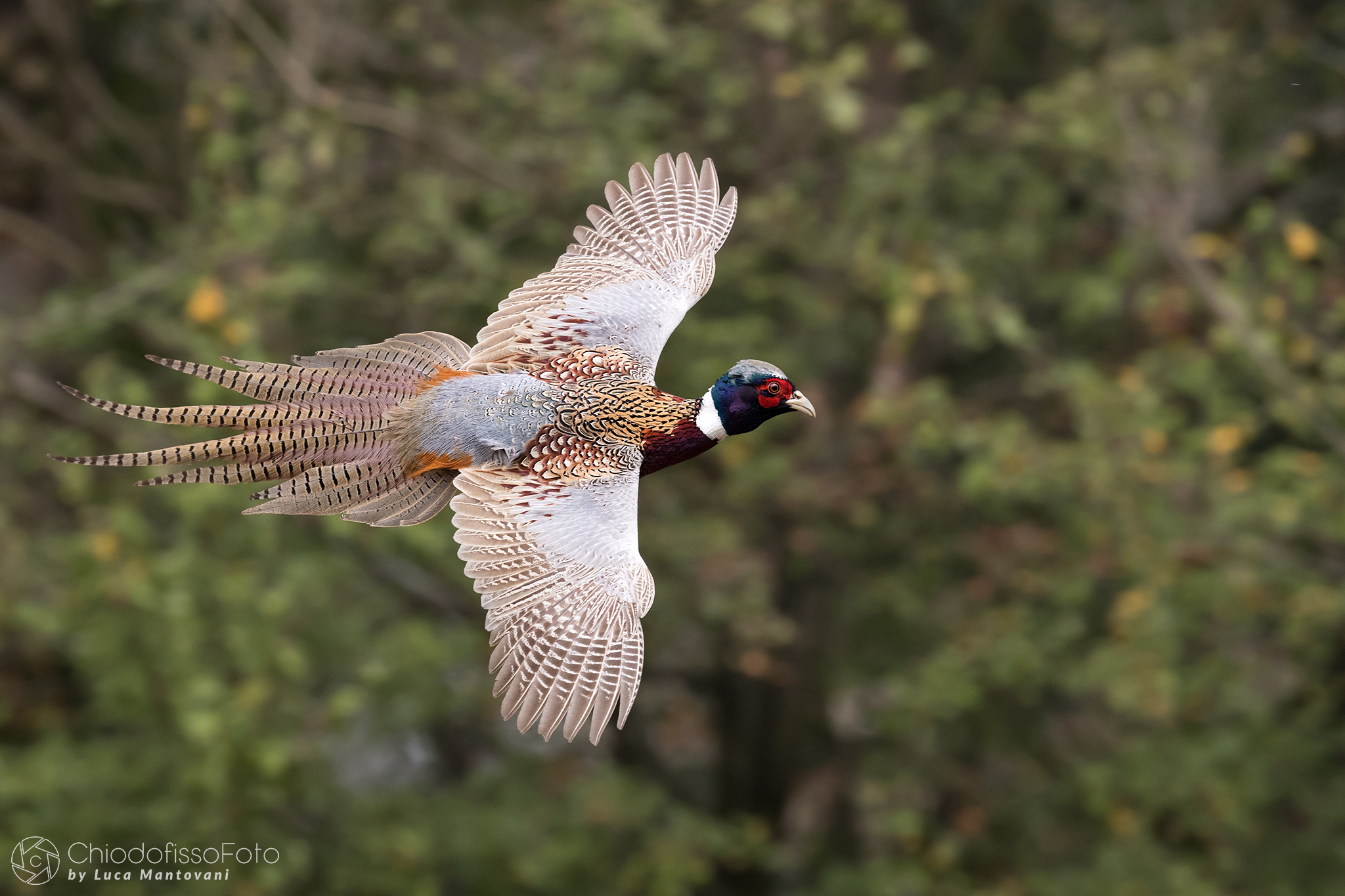 Male pheasant photographed from above