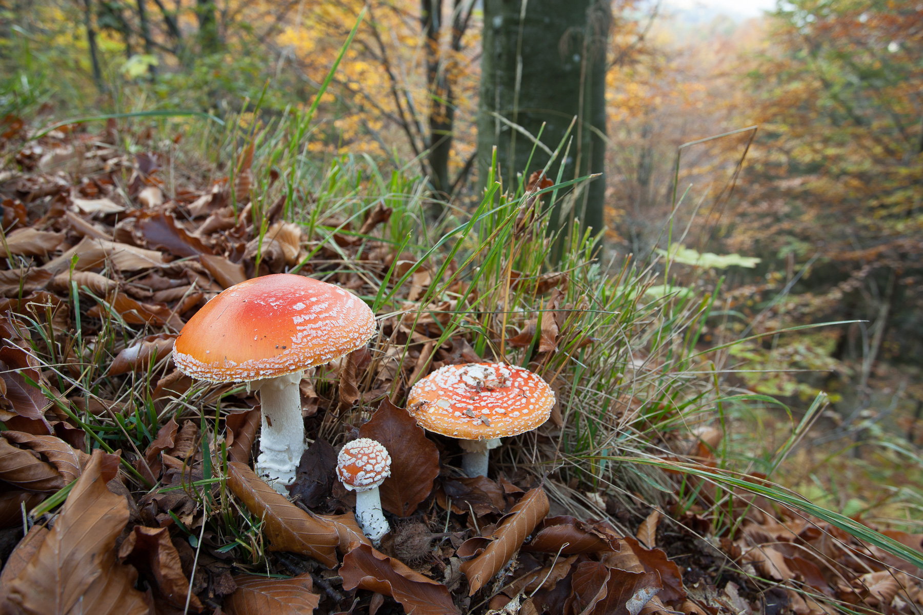 Amanita muscaria, il più bello tra i funghi