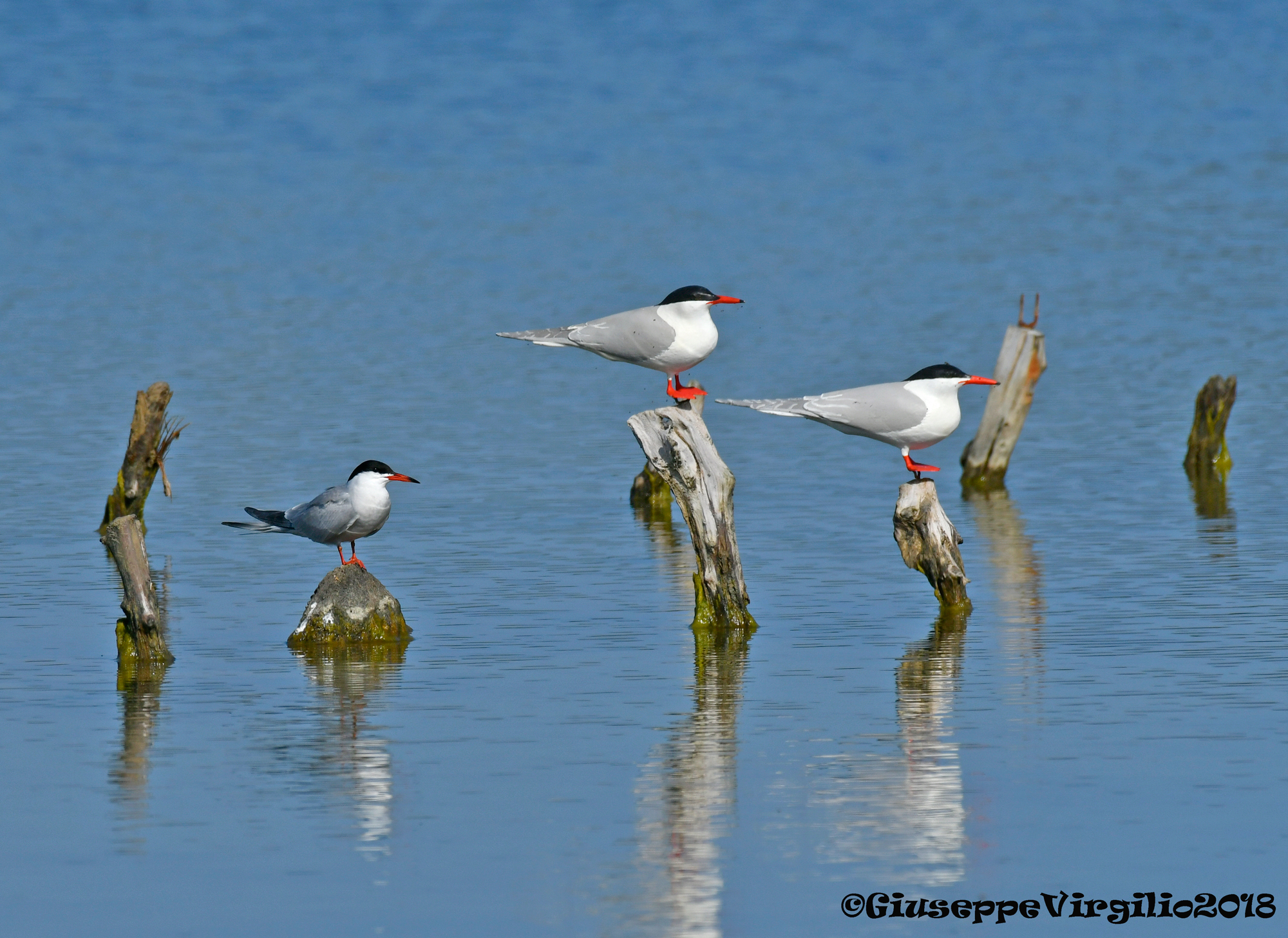 Sterna hirundo in compagnia con due sagome_Nord S. 2018