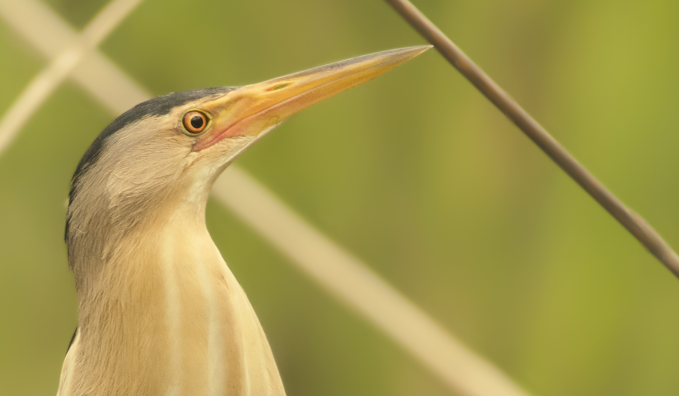 Ciiiiiiiiiiiiiissssssssss