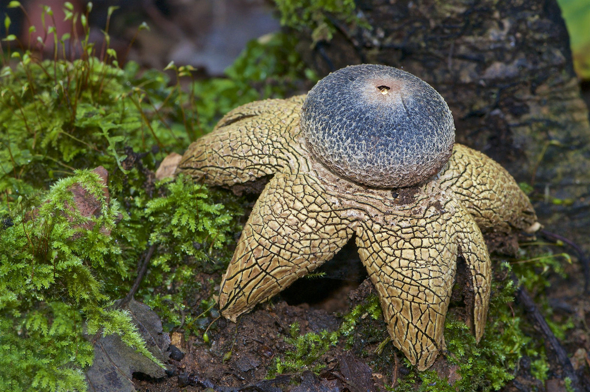 Astraeus hygrometricus