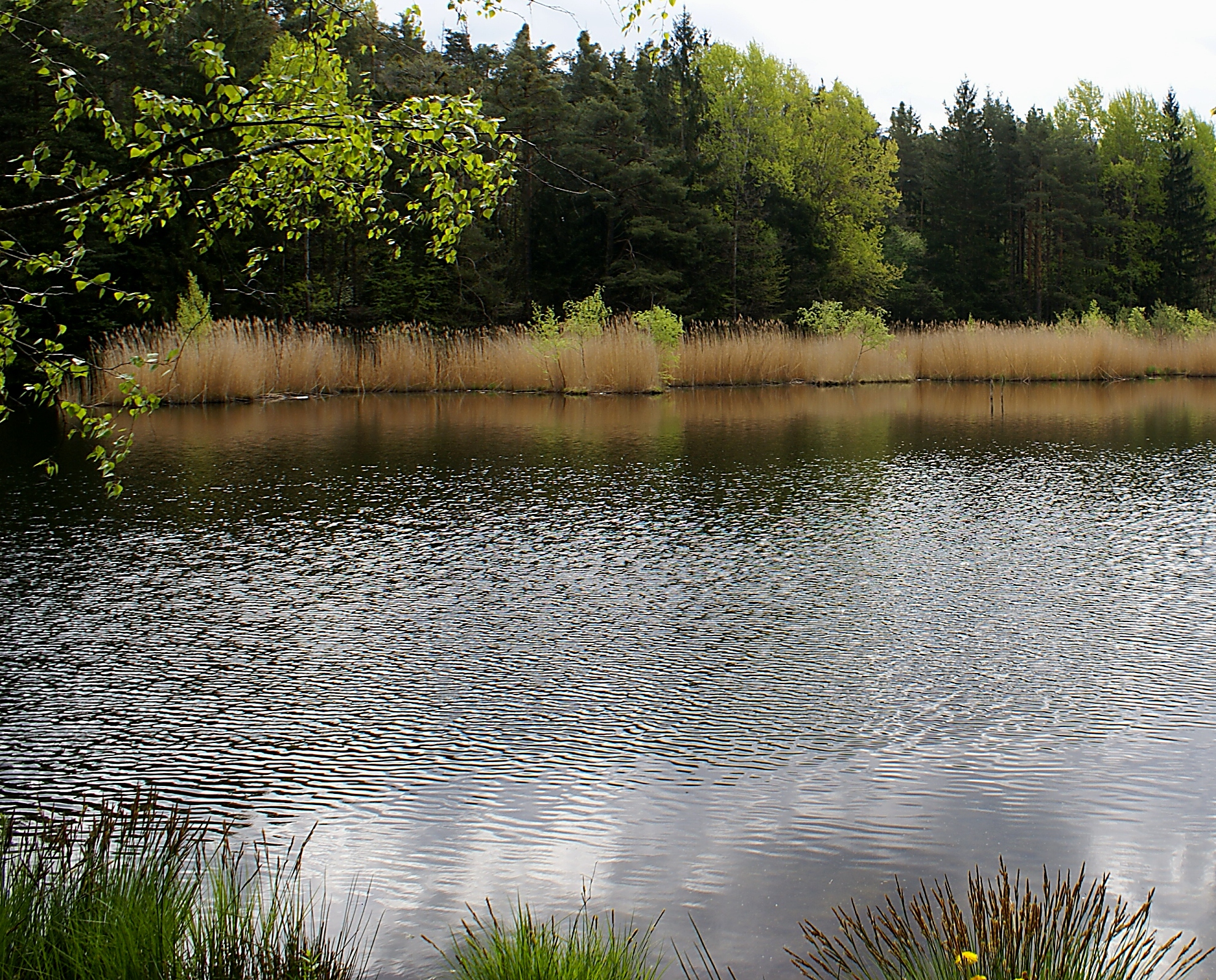 The lake of Varna (Bressanone - BZ): water