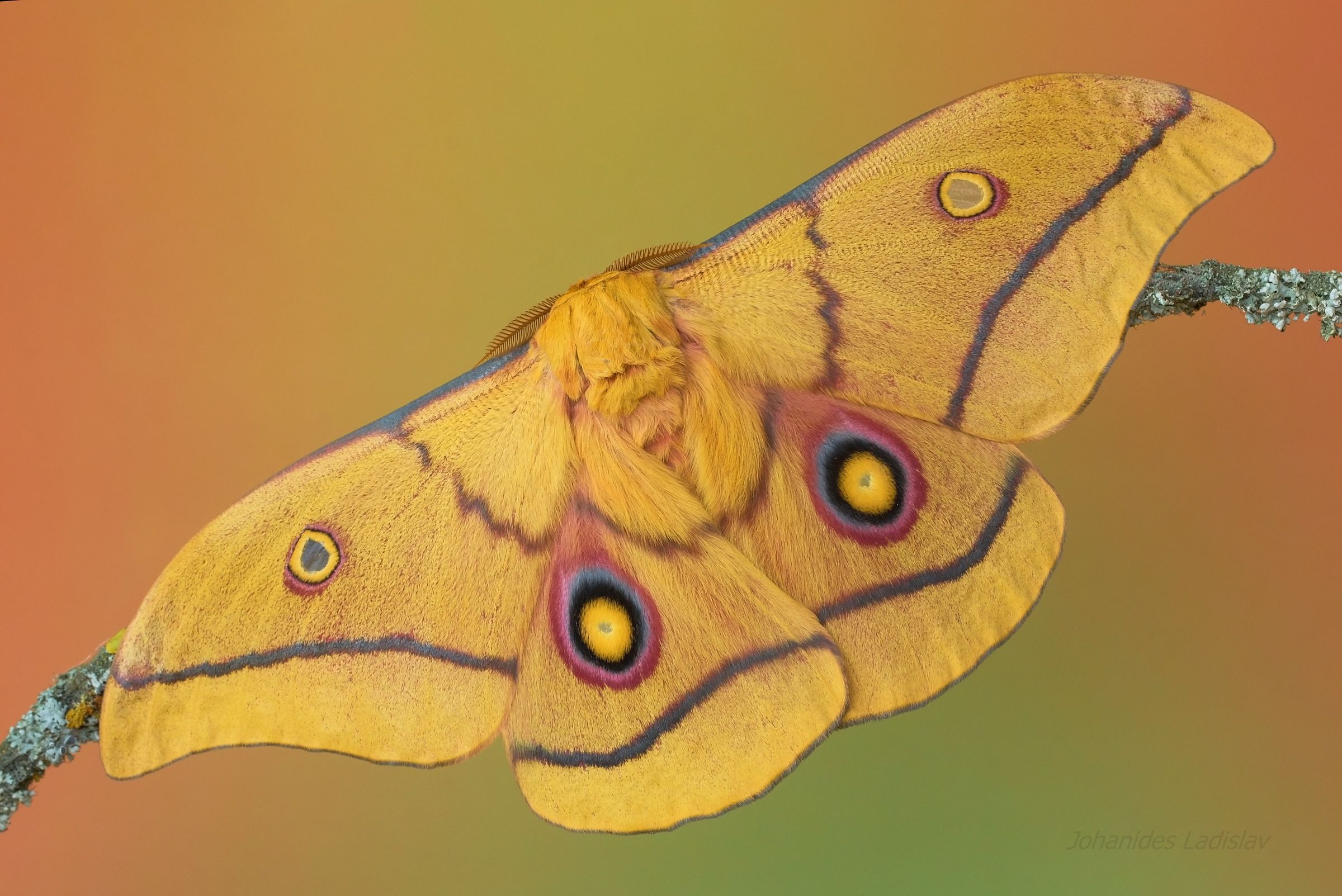 Gonimbrasia krucki (maschio)