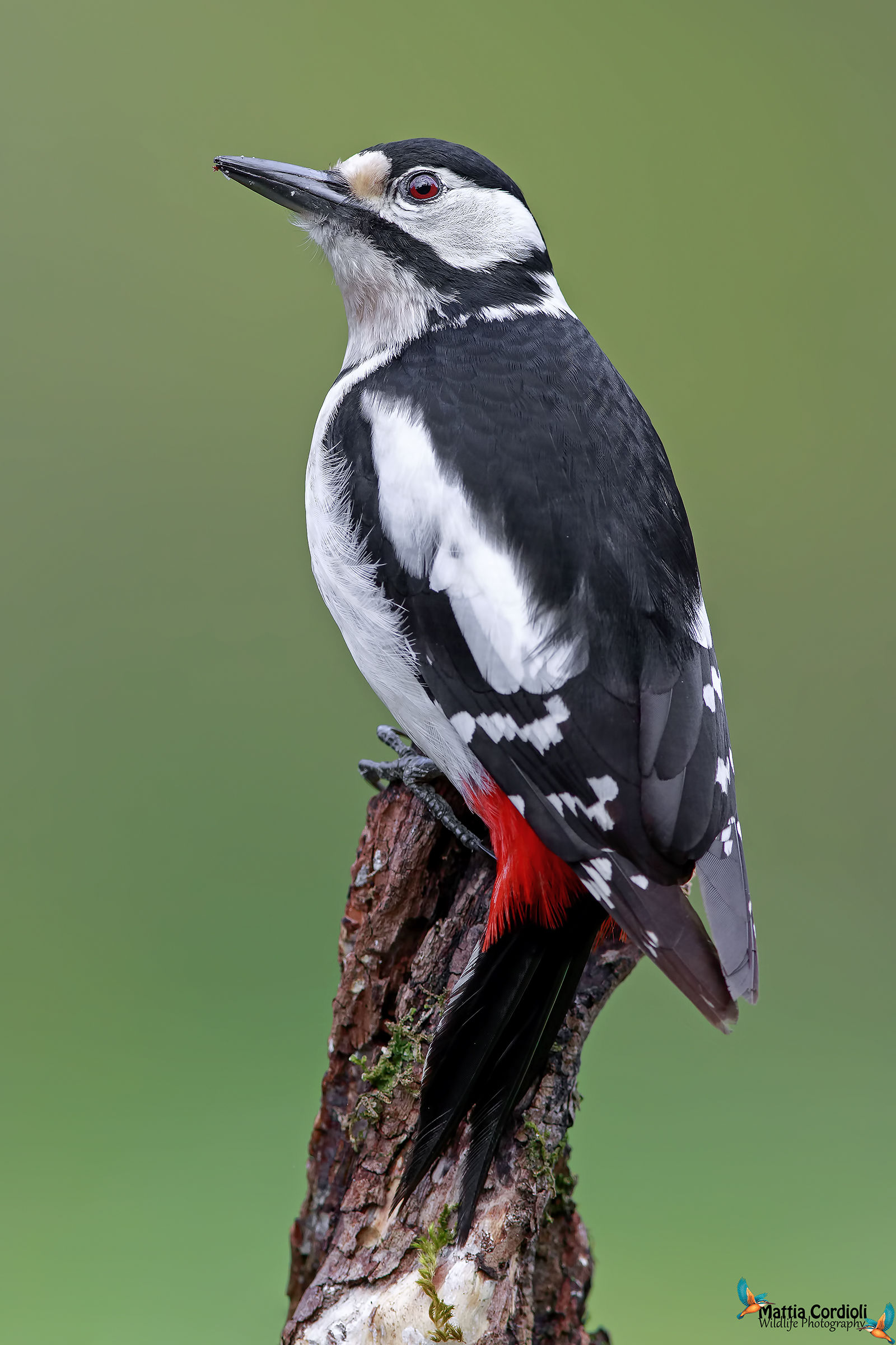 Red Woodpeckers