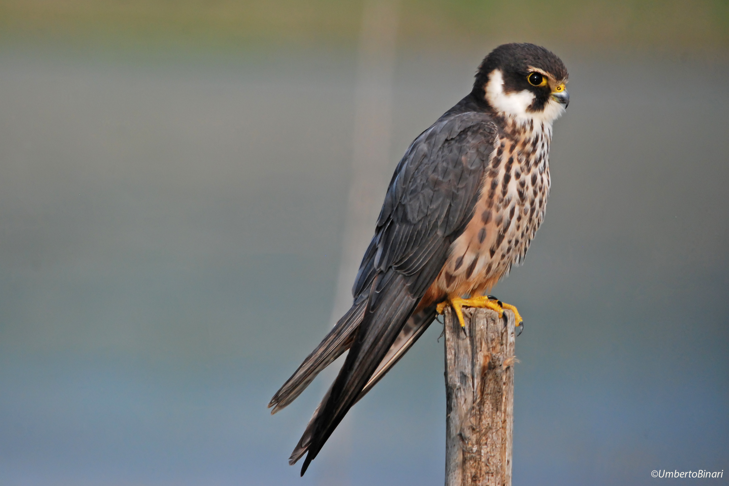 Lodolaio (Falco subbuteo), Eurasian Hobby