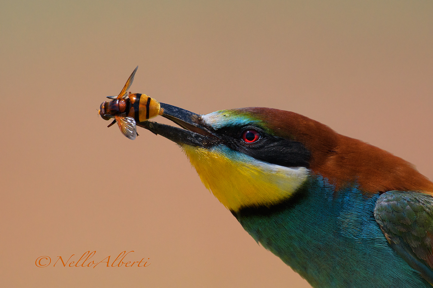 gruccione con preda primo piano