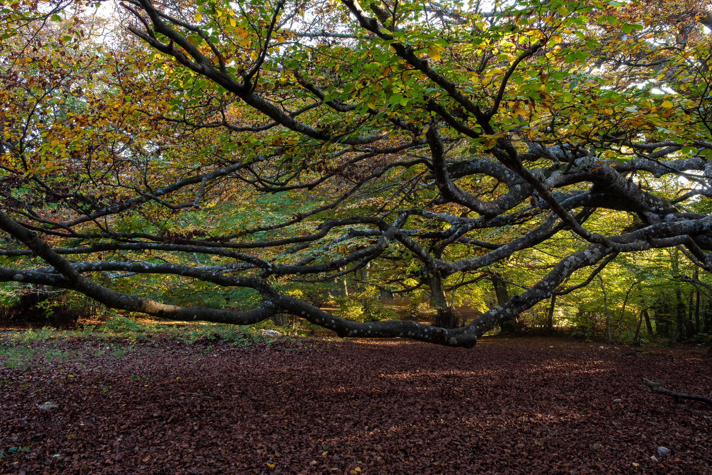 Impressioni di Novembre