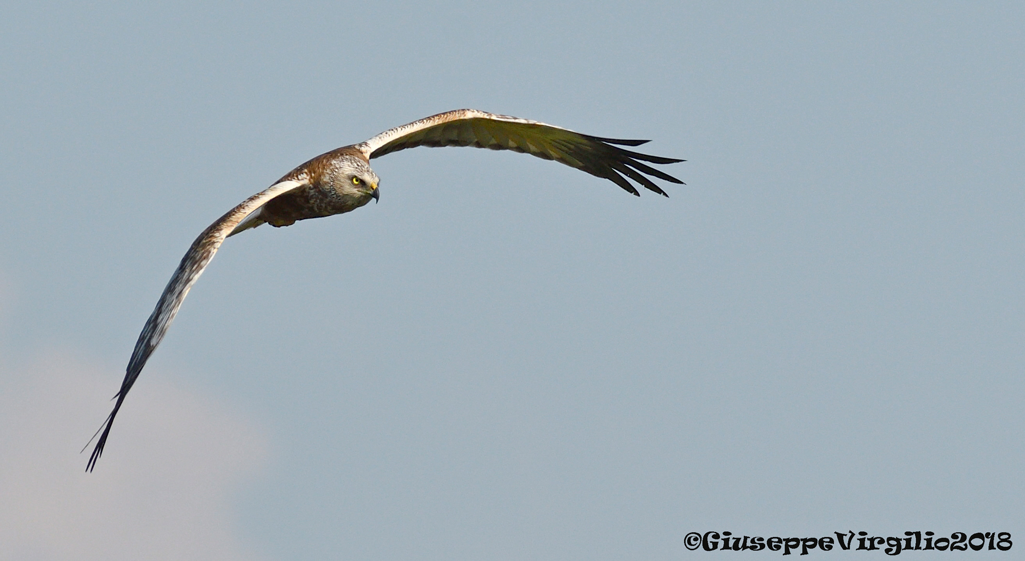 Falco Di Palude (Nord Sardegna)Aprile 2018