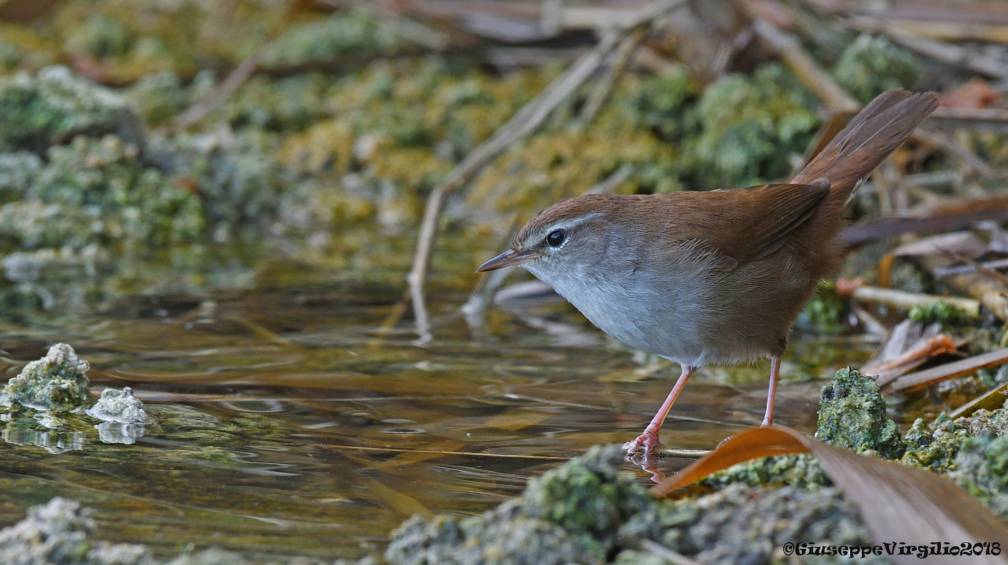 Nightingale of Rijeka "North Sardinia 2018