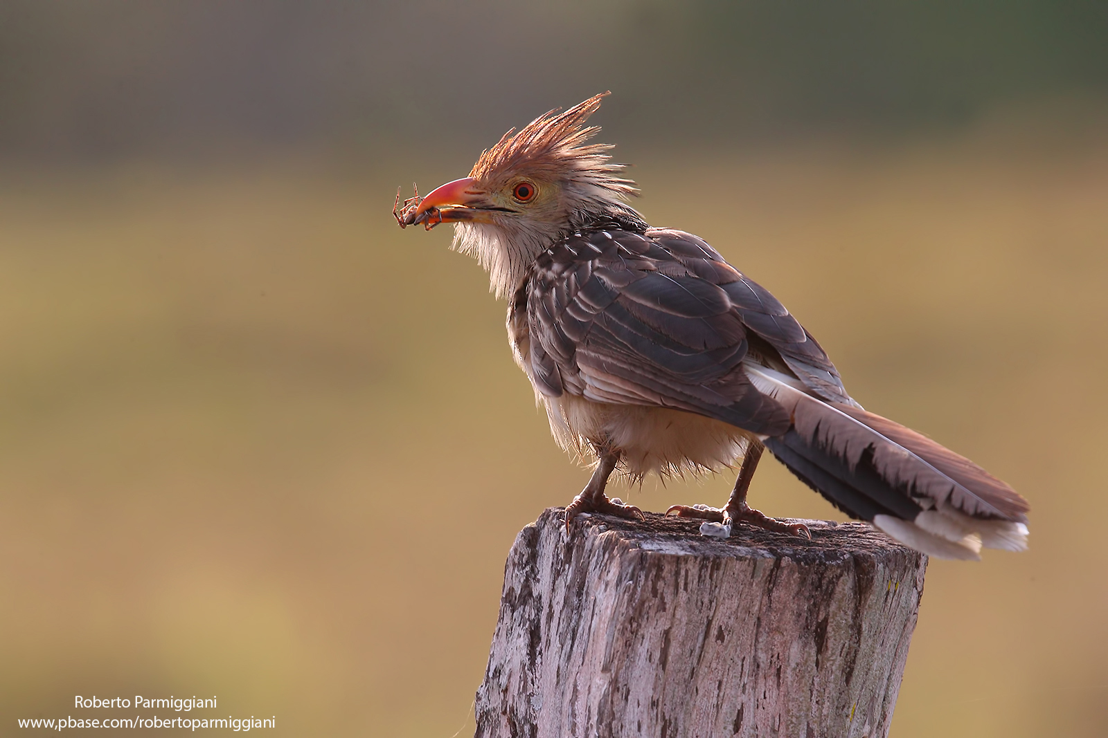 Ciculo Guira with Prey