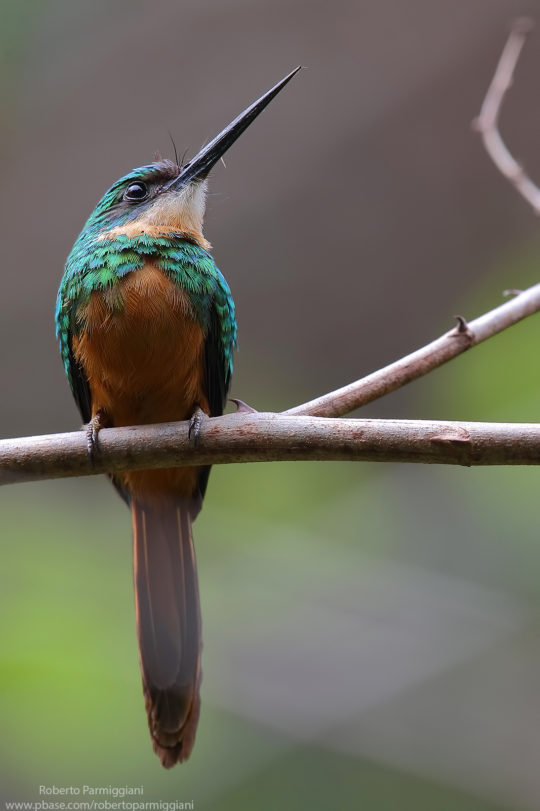 Jacamar from the Fulva queue